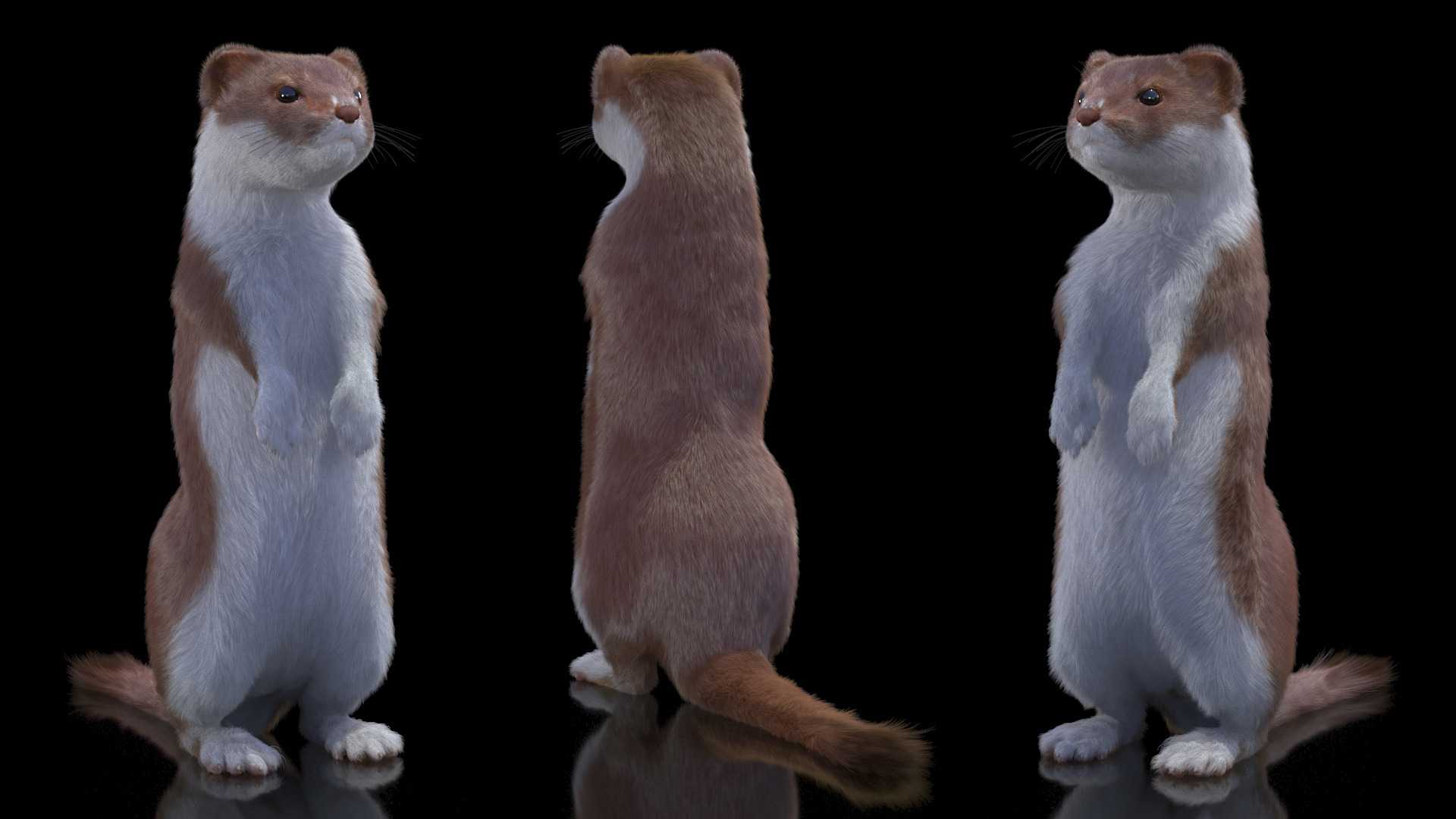 Beringian Stoat Brown Standing Pose Fur 3D model