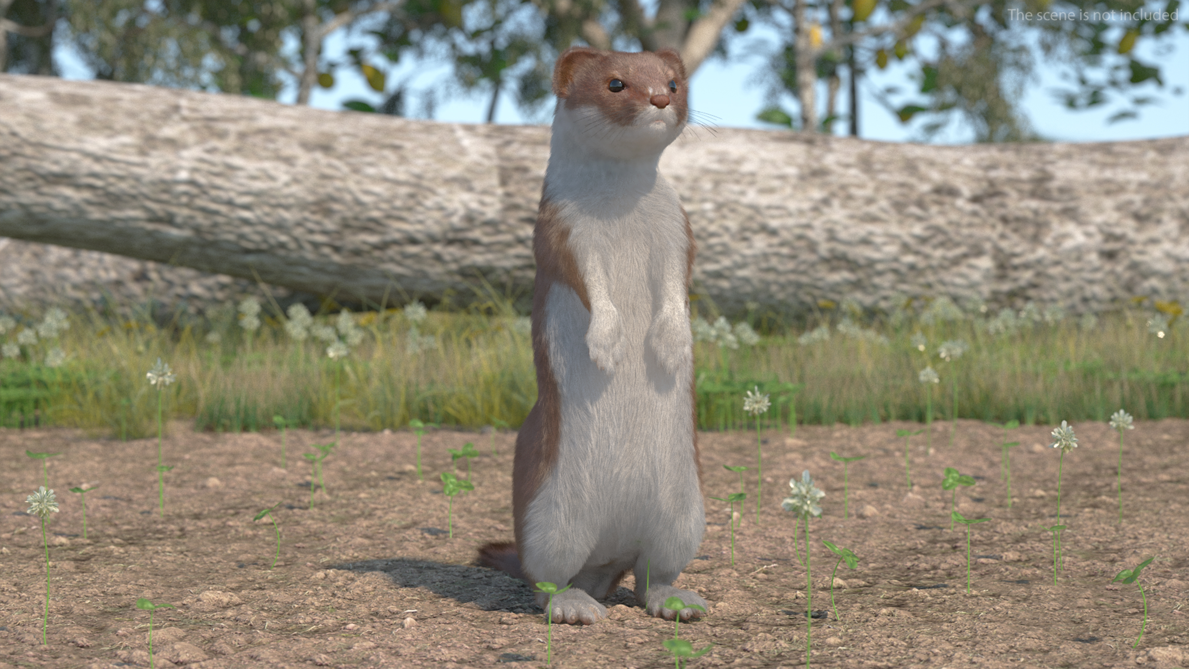 Beringian Stoat Brown Standing Pose Fur 3D model