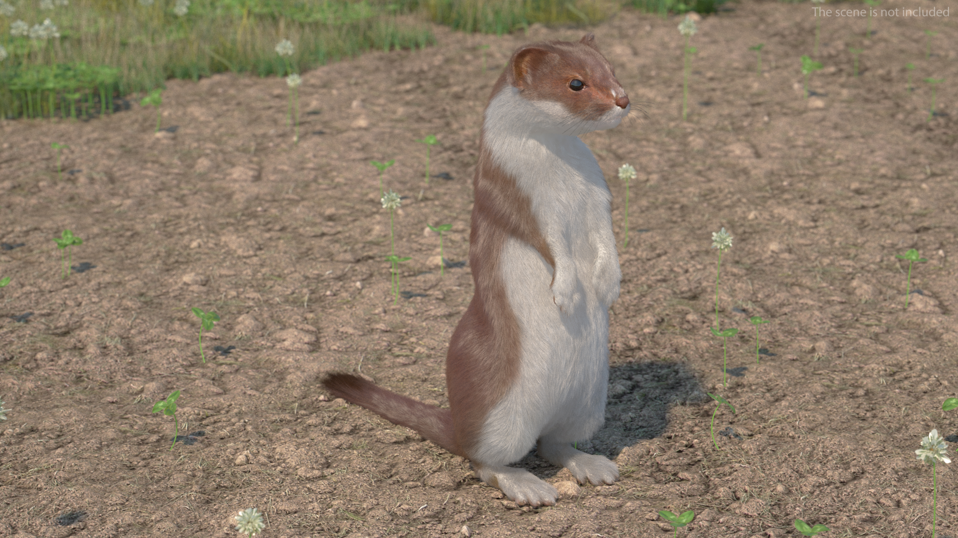 Beringian Stoat Brown Standing Pose Fur 3D model