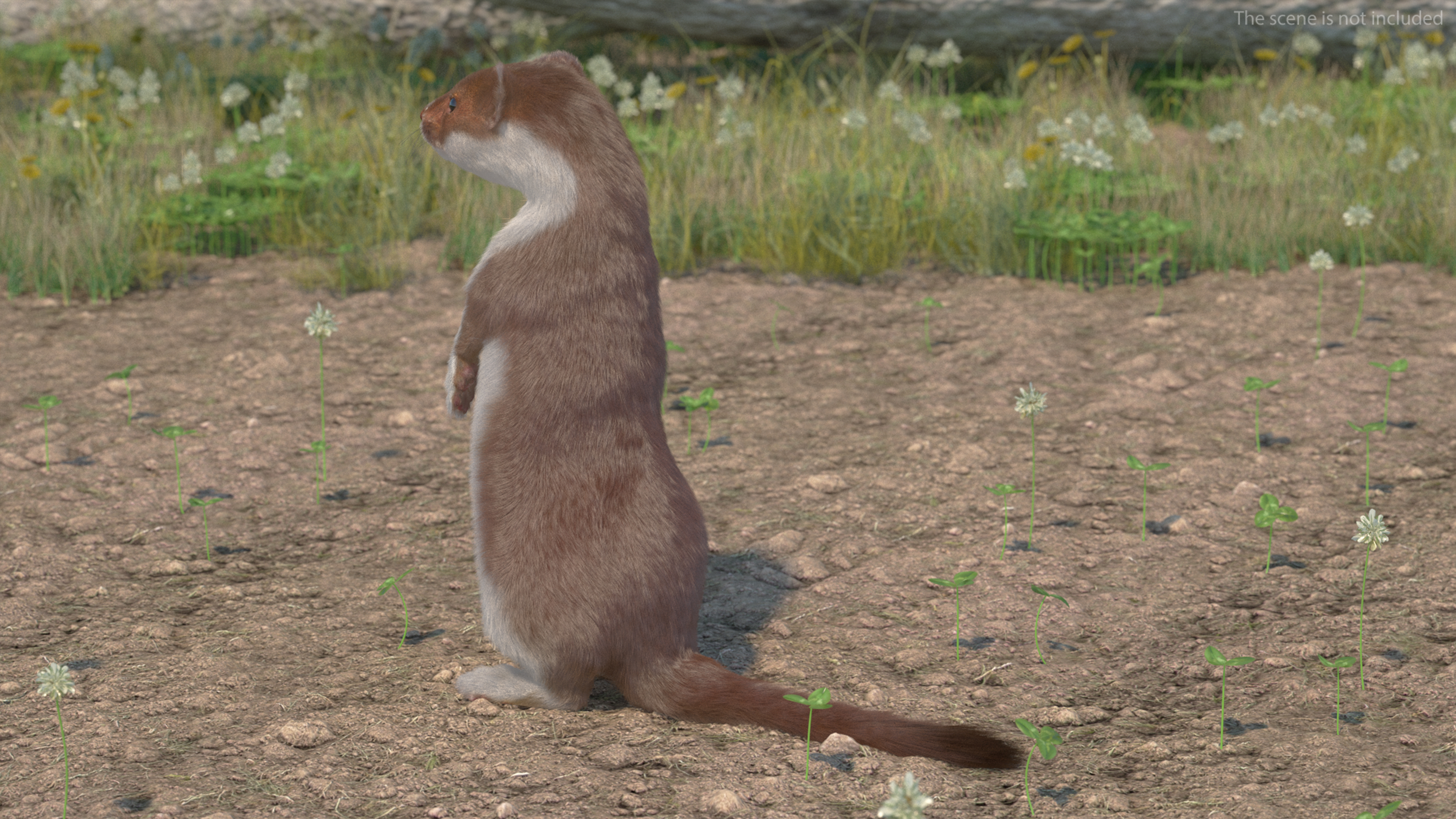 Beringian Stoat Brown Standing Pose Fur 3D model