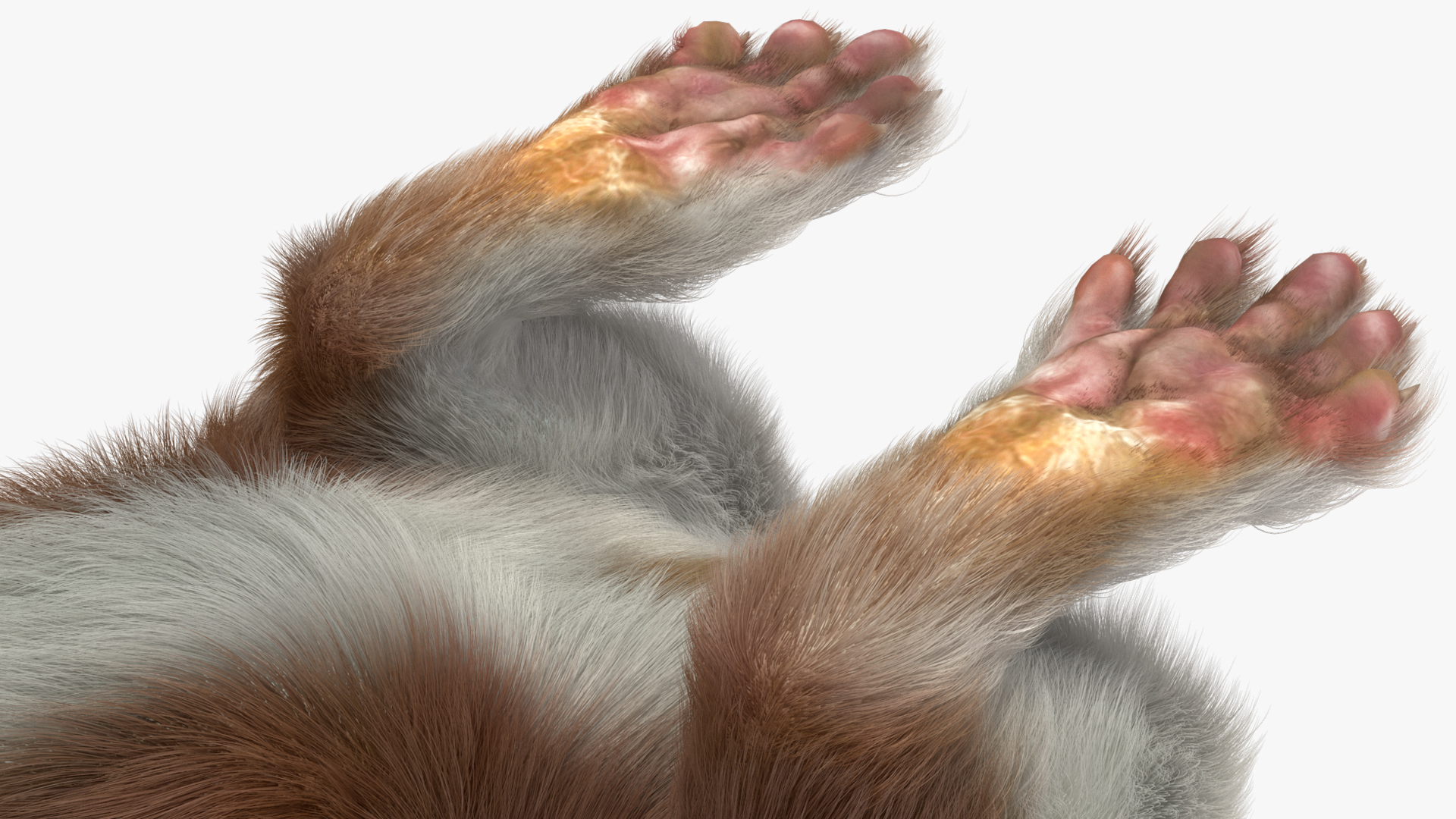 Beringian Stoat Brown Standing Pose Fur 3D model