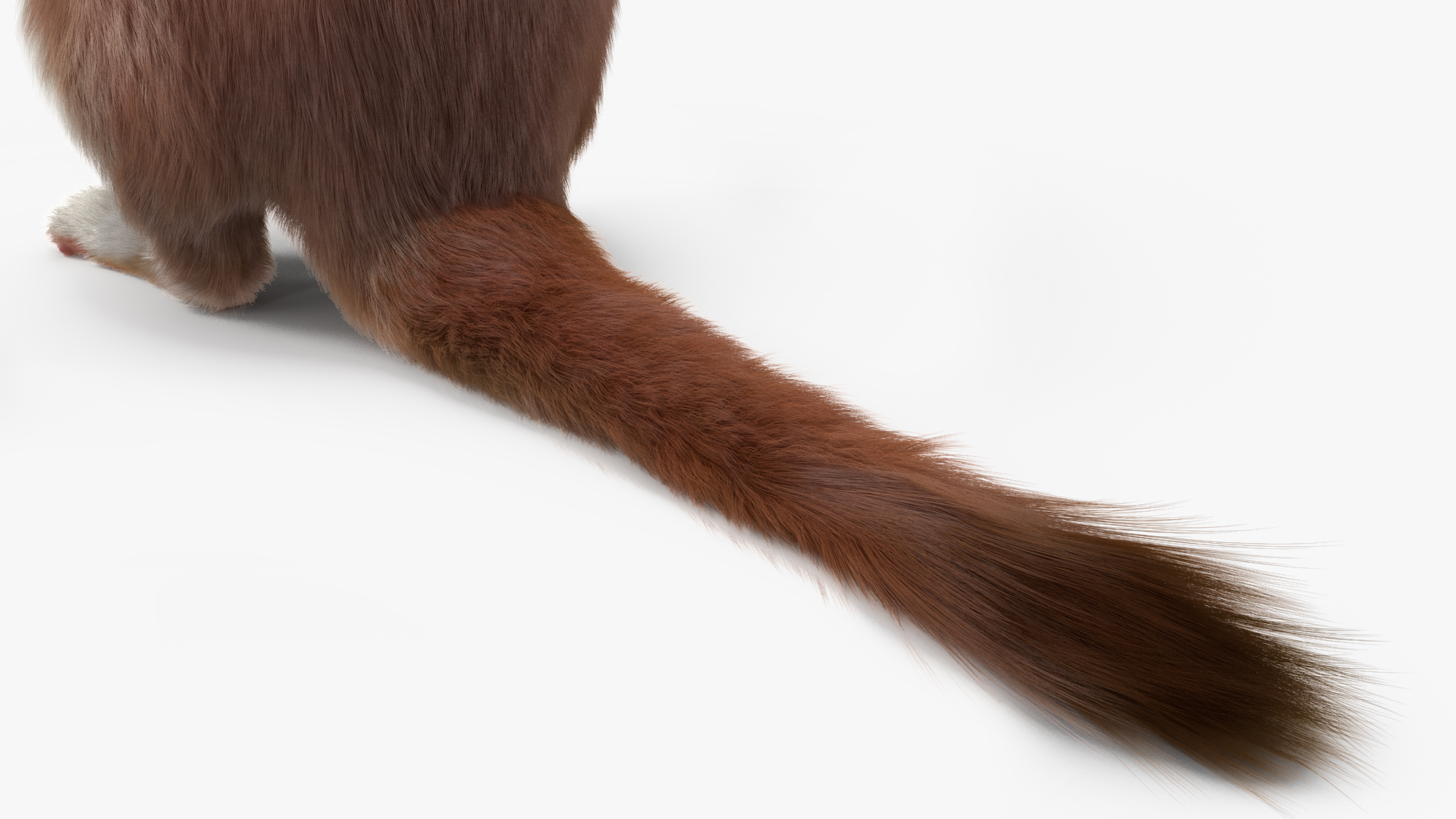 Beringian Stoat Brown Standing Pose Fur 3D model