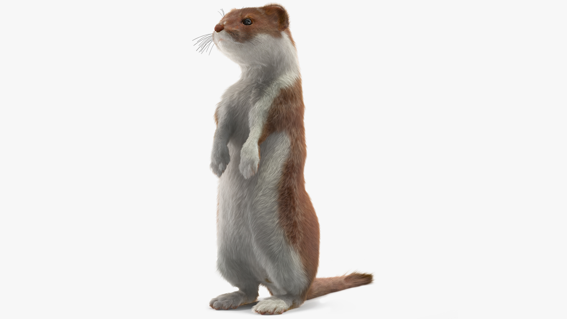 Beringian Stoat Brown Standing Pose Fur 3D model