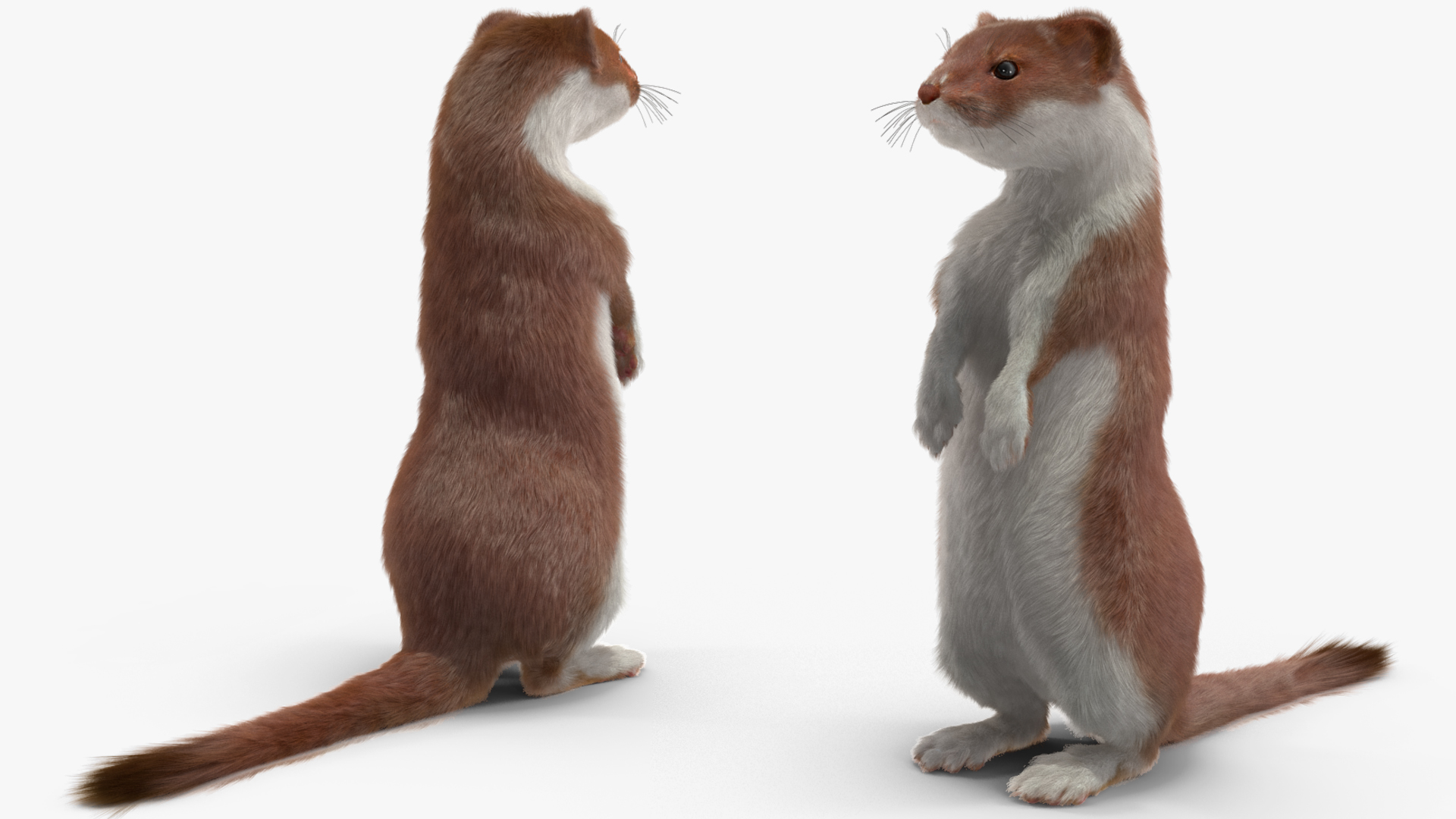 Beringian Stoat Brown Standing Pose Fur 3D model