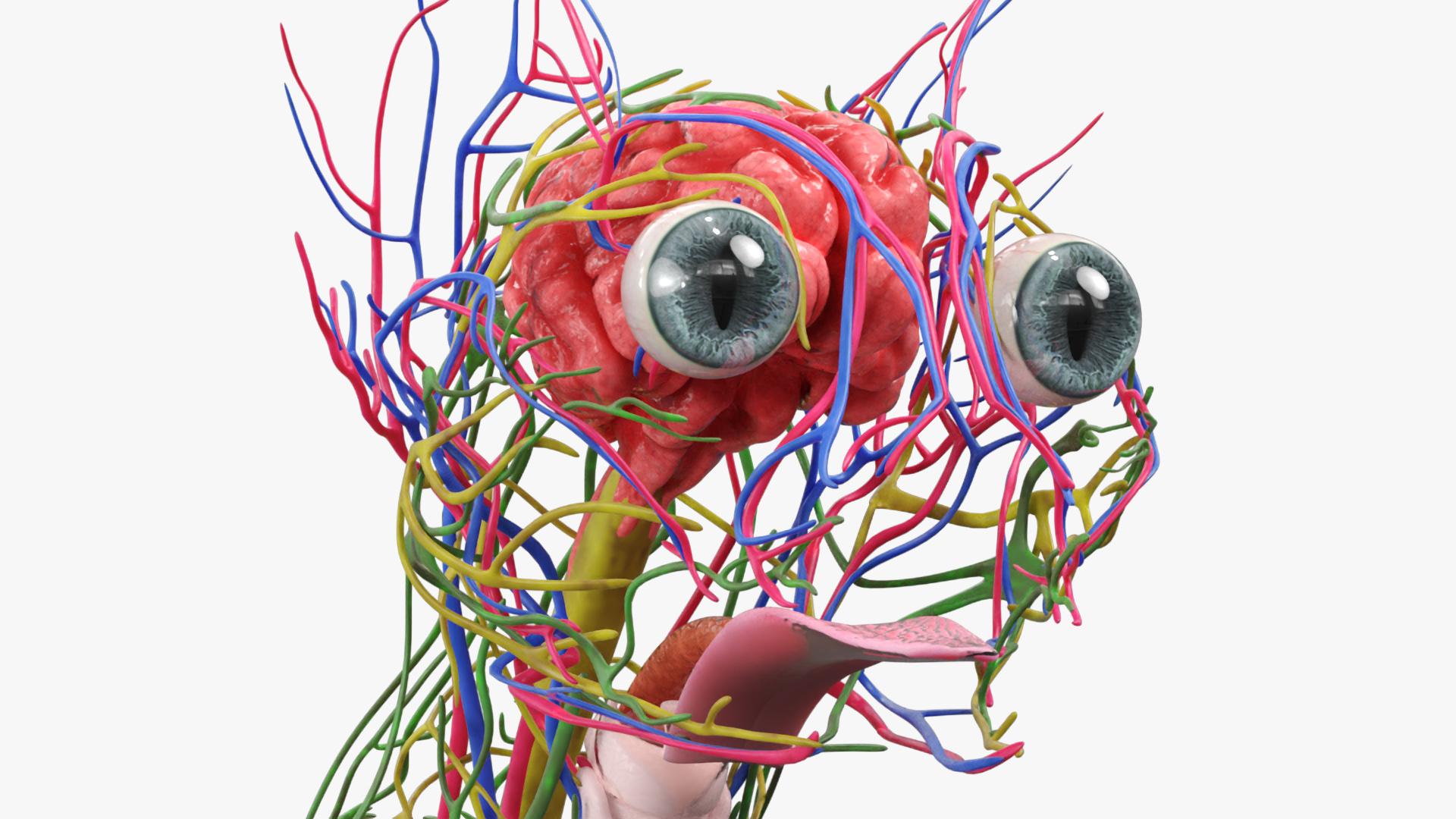 Cat Internal Organs Vascular Nervous Anatomy, view 6