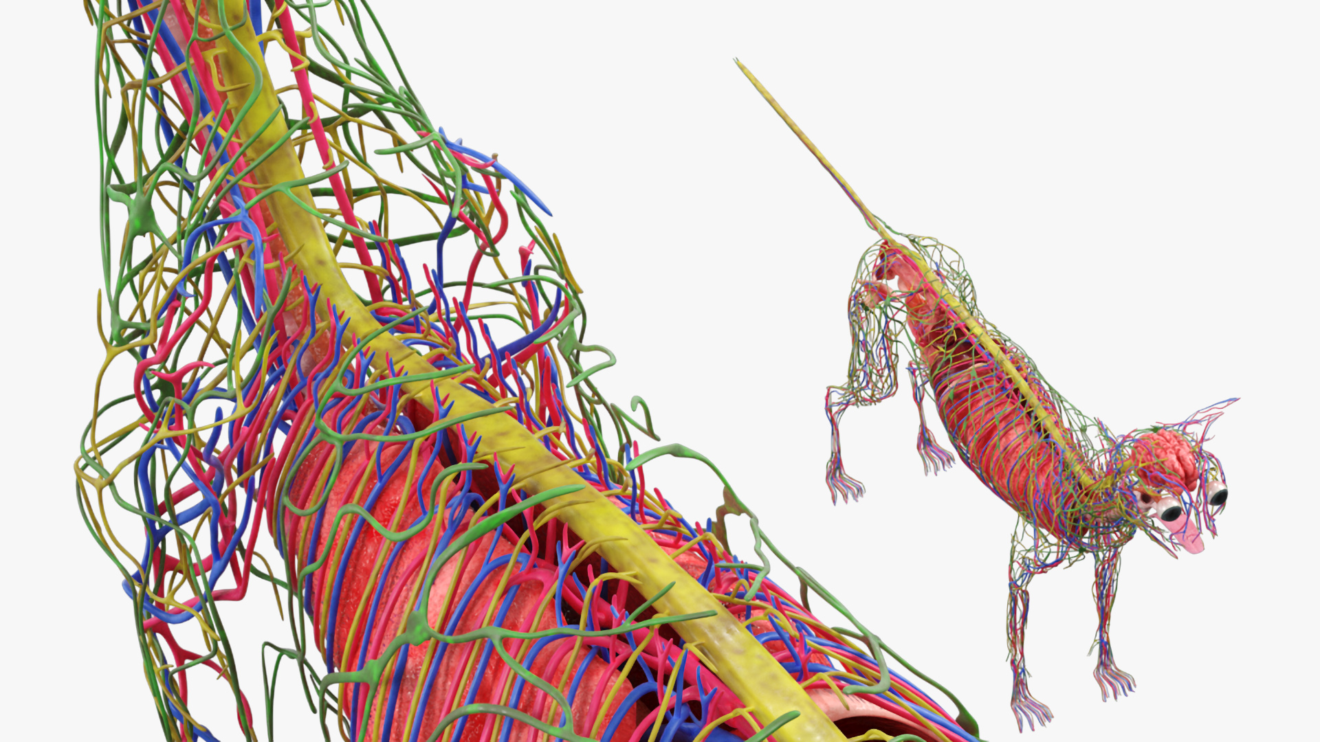 Cat Internal Organs Vascular Nervous Anatomy, view 5