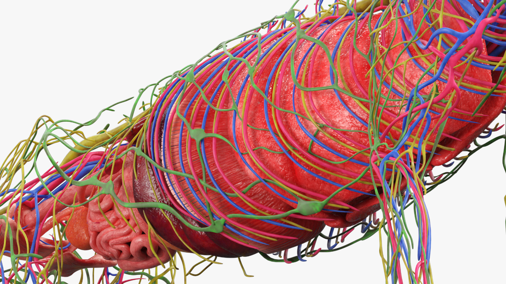 Cat Internal Organs Vascular Nervous Anatomy, view 7