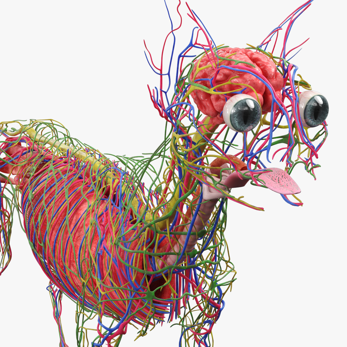 Cat Internal Organs Vascular Nervous Anatomy