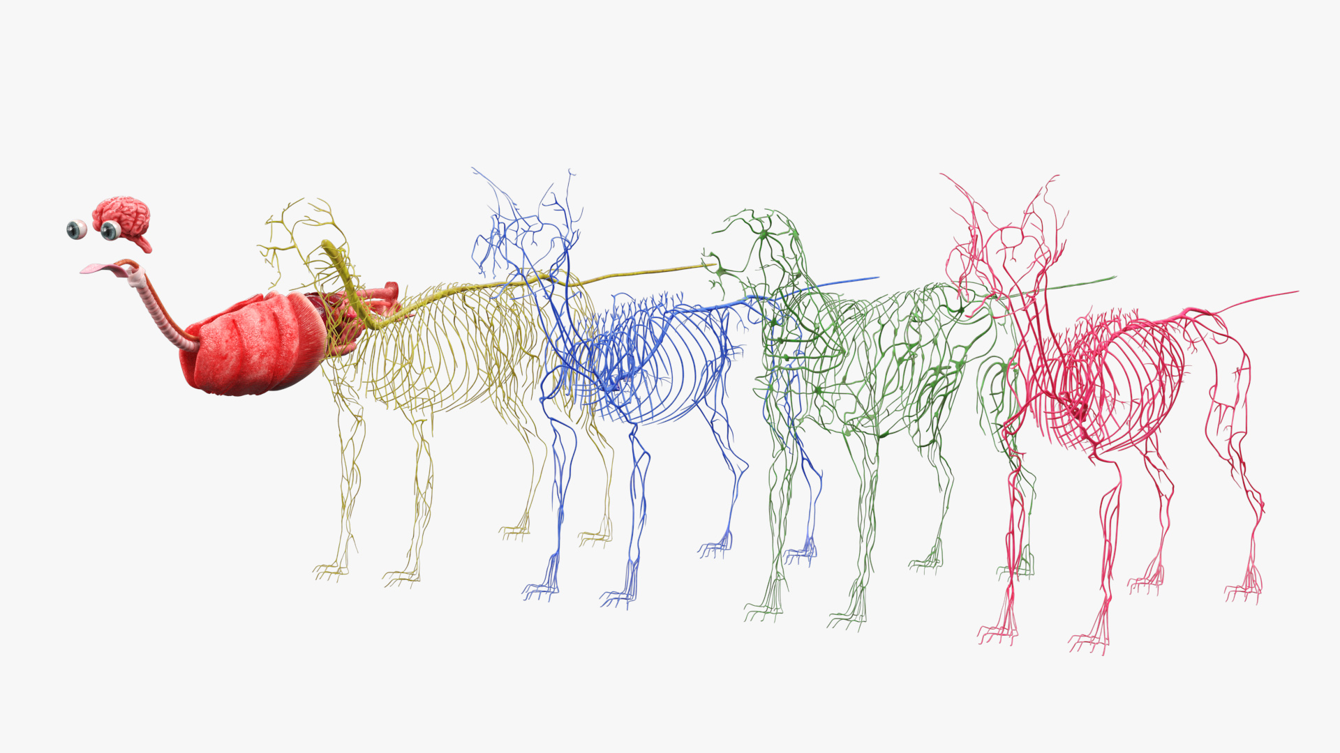 Cat Internal Organs Vascular Nervous Anatomy, view 9