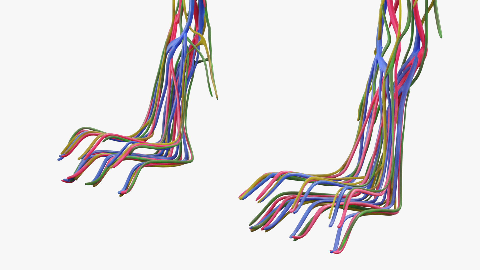 Cat Internal Organs Vascular Nervous Anatomy, view 8