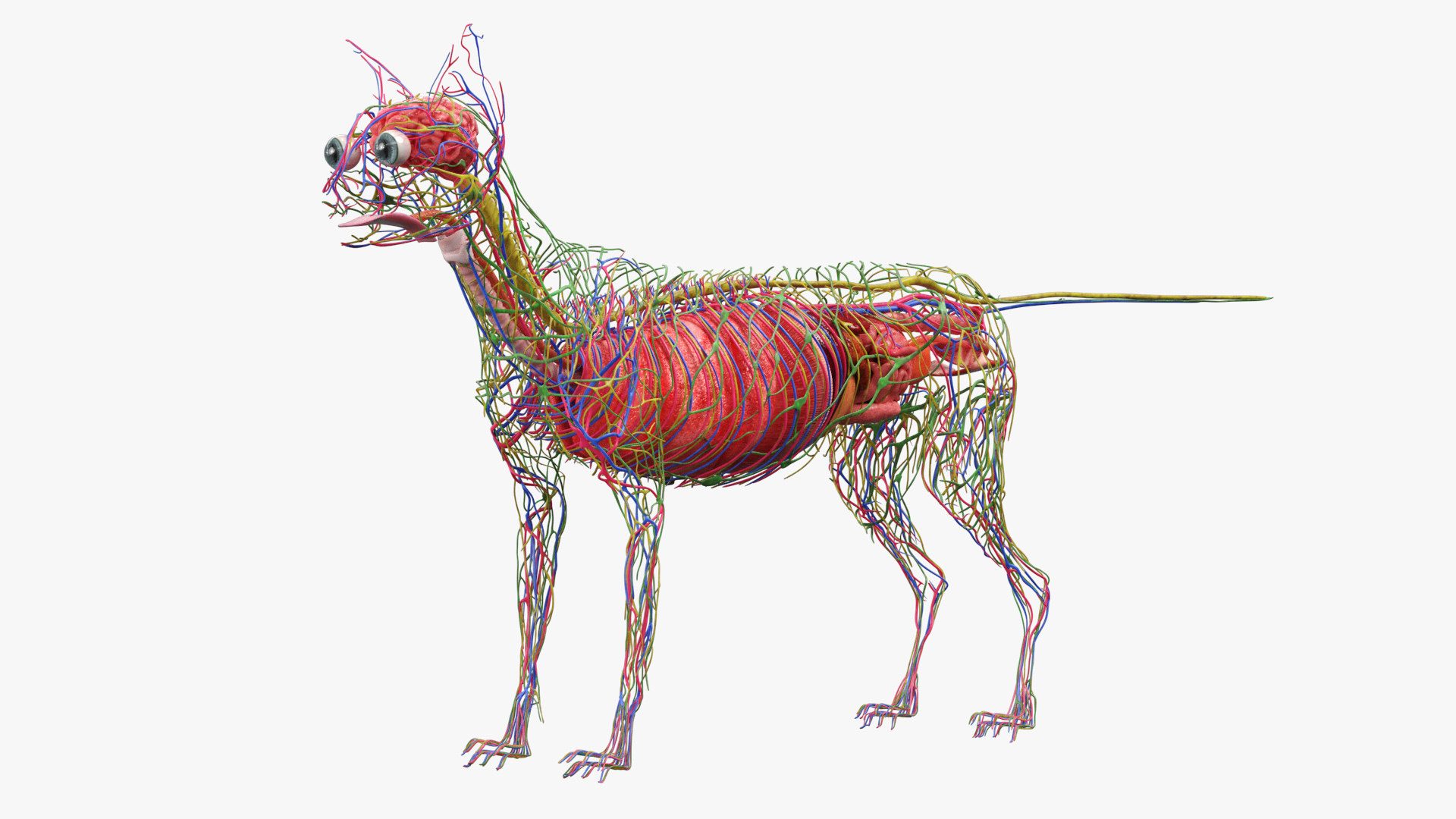 Cat Internal Organs Vascular Nervous Anatomy