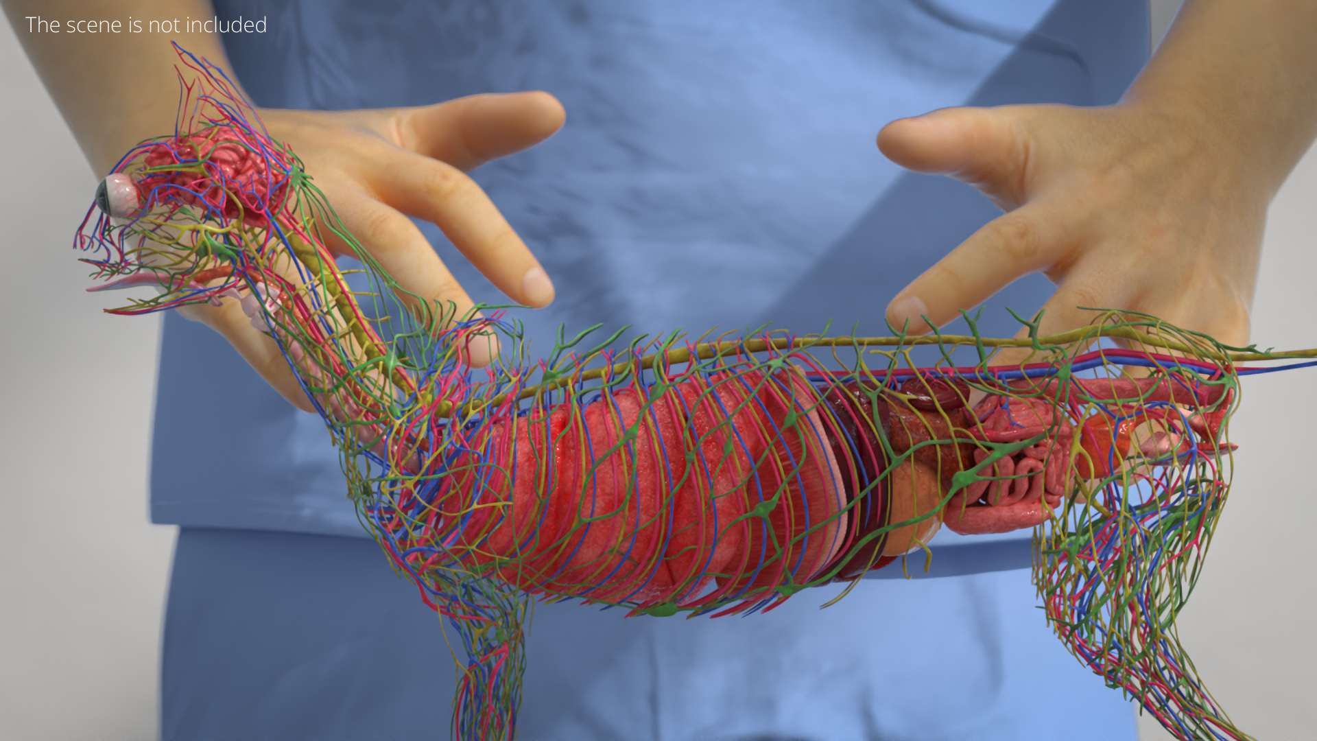 Cat Internal Organs Vascular Nervous Anatomy, view 3