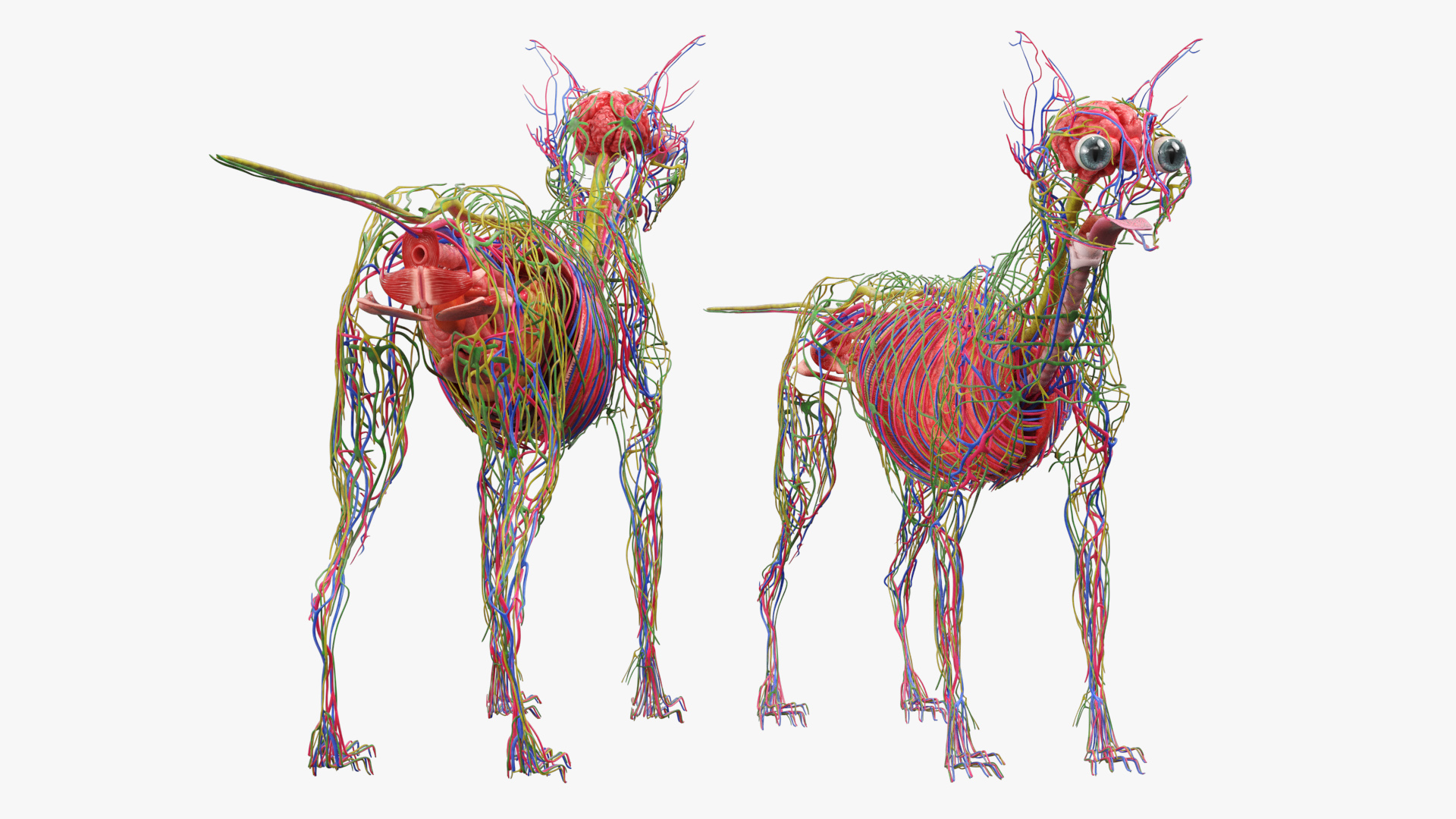 Cat Internal Organs Vascular Nervous Anatomy, view 4