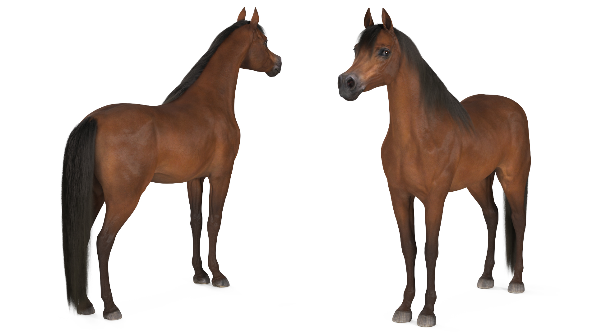 3D Arabian Horse Brown Fur model