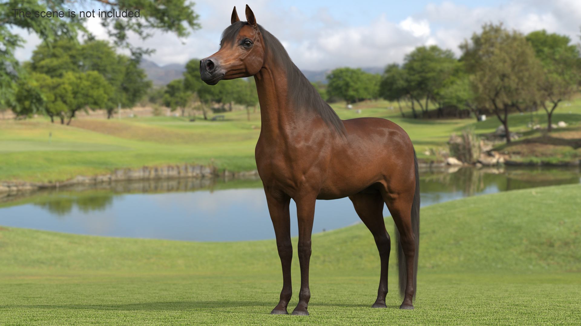 3D Arabian Horse Brown Fur model