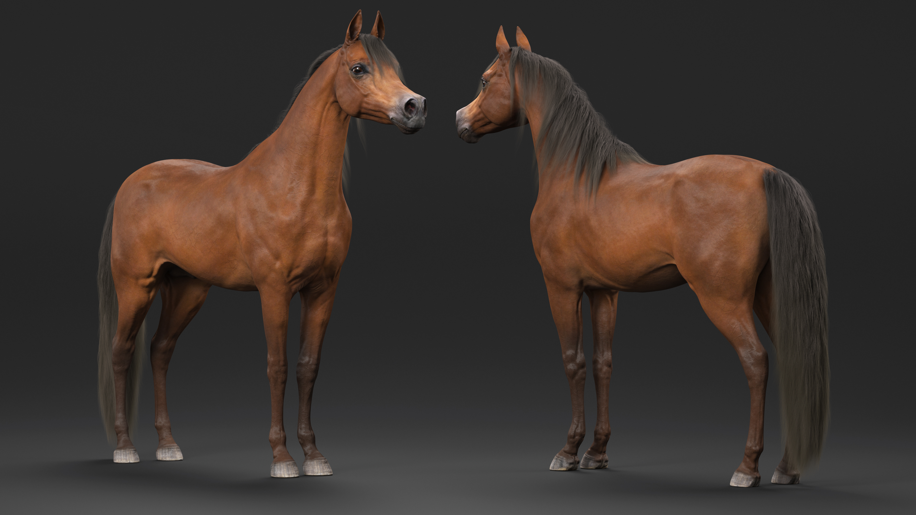 3D Arabian Horse Brown Fur model