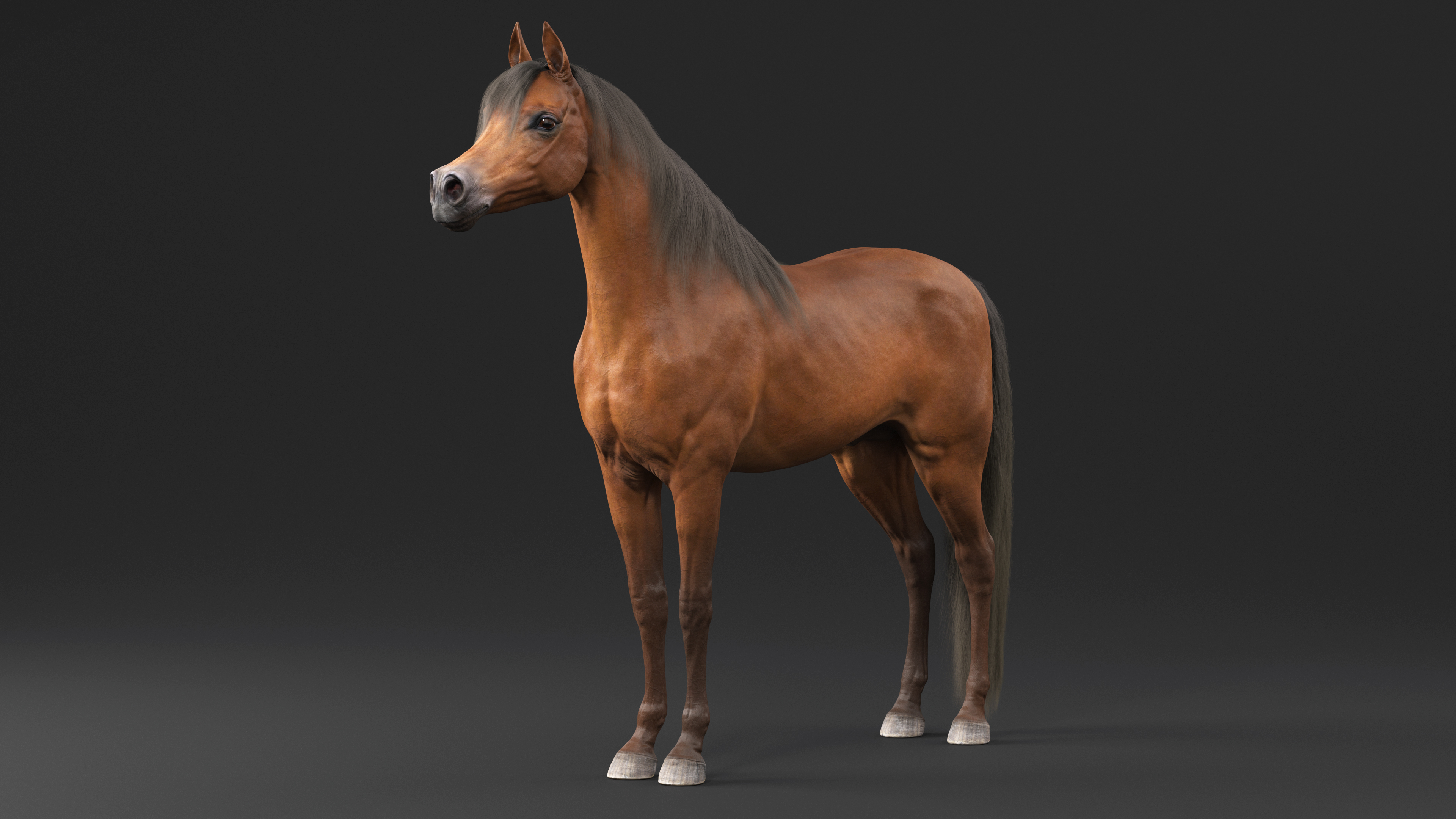 3D Arabian Horse Brown Fur model