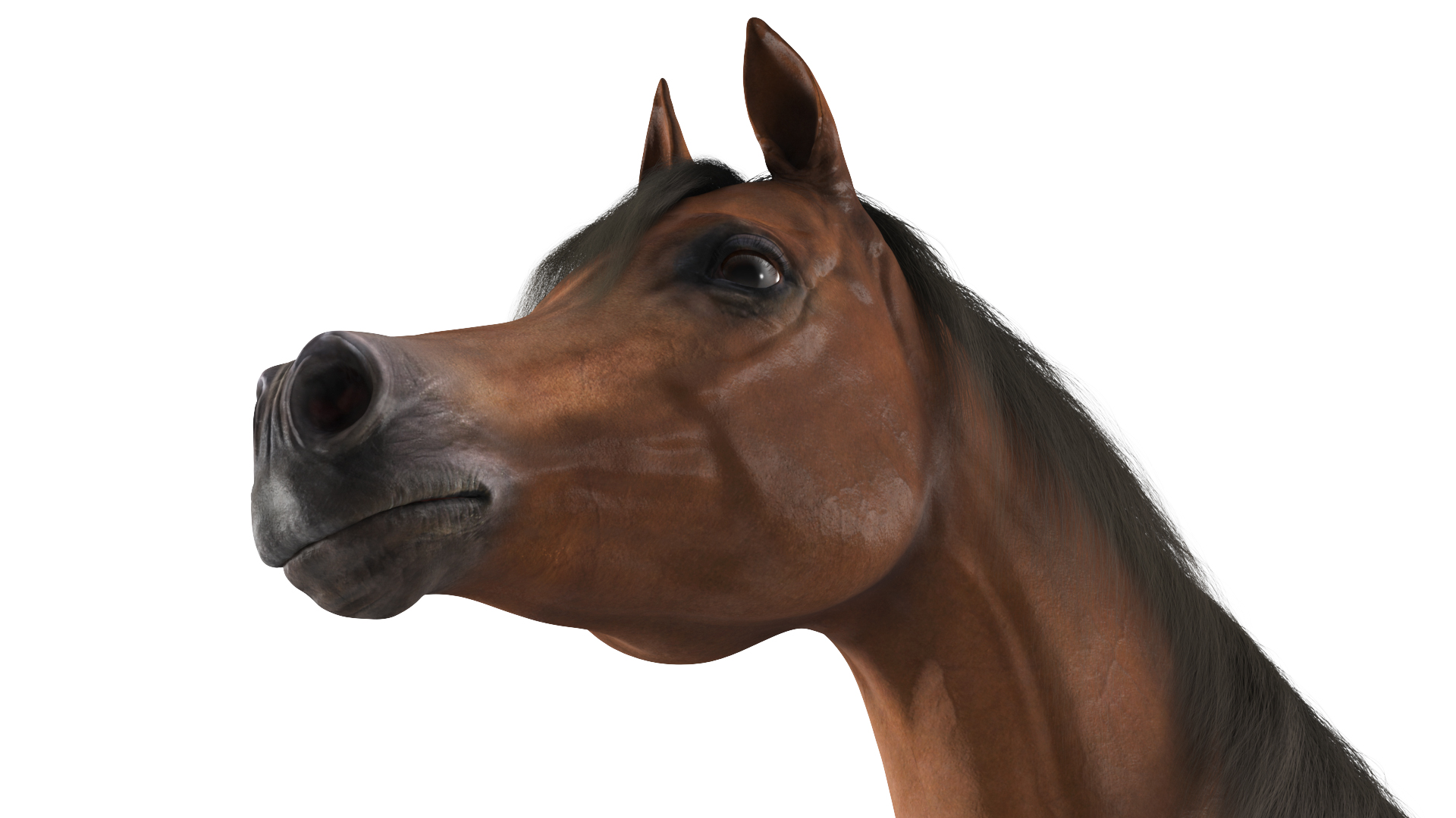 3D Arabian Horse Brown Fur model