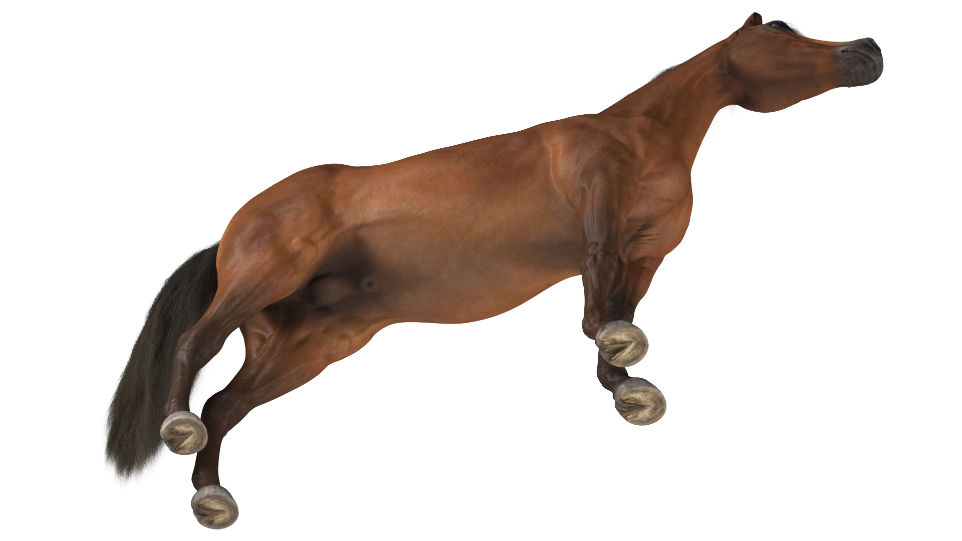 3D Arabian Horse Brown Fur model