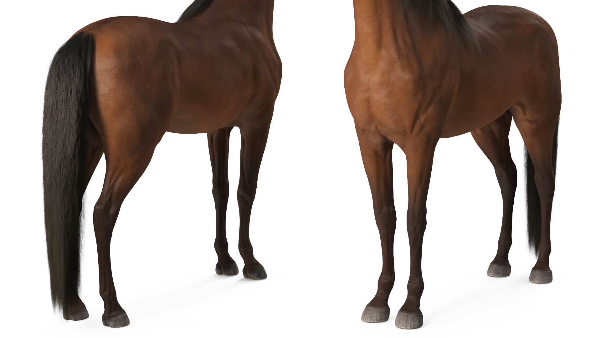 3D Arabian Horse Brown Fur model