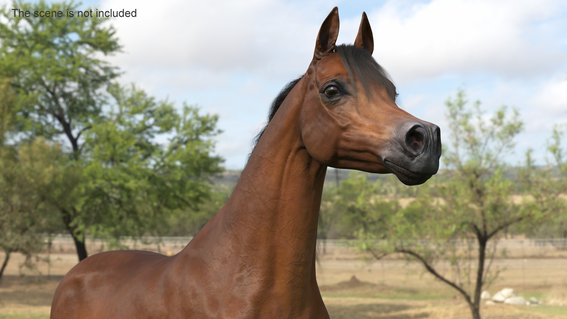 3D Arabian Horse Brown Fur model