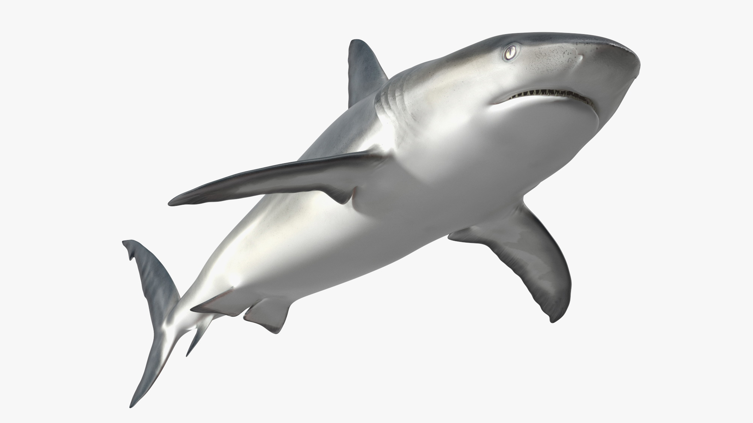 3D Caribbean Reef Shark Rigged for Cinema 4D