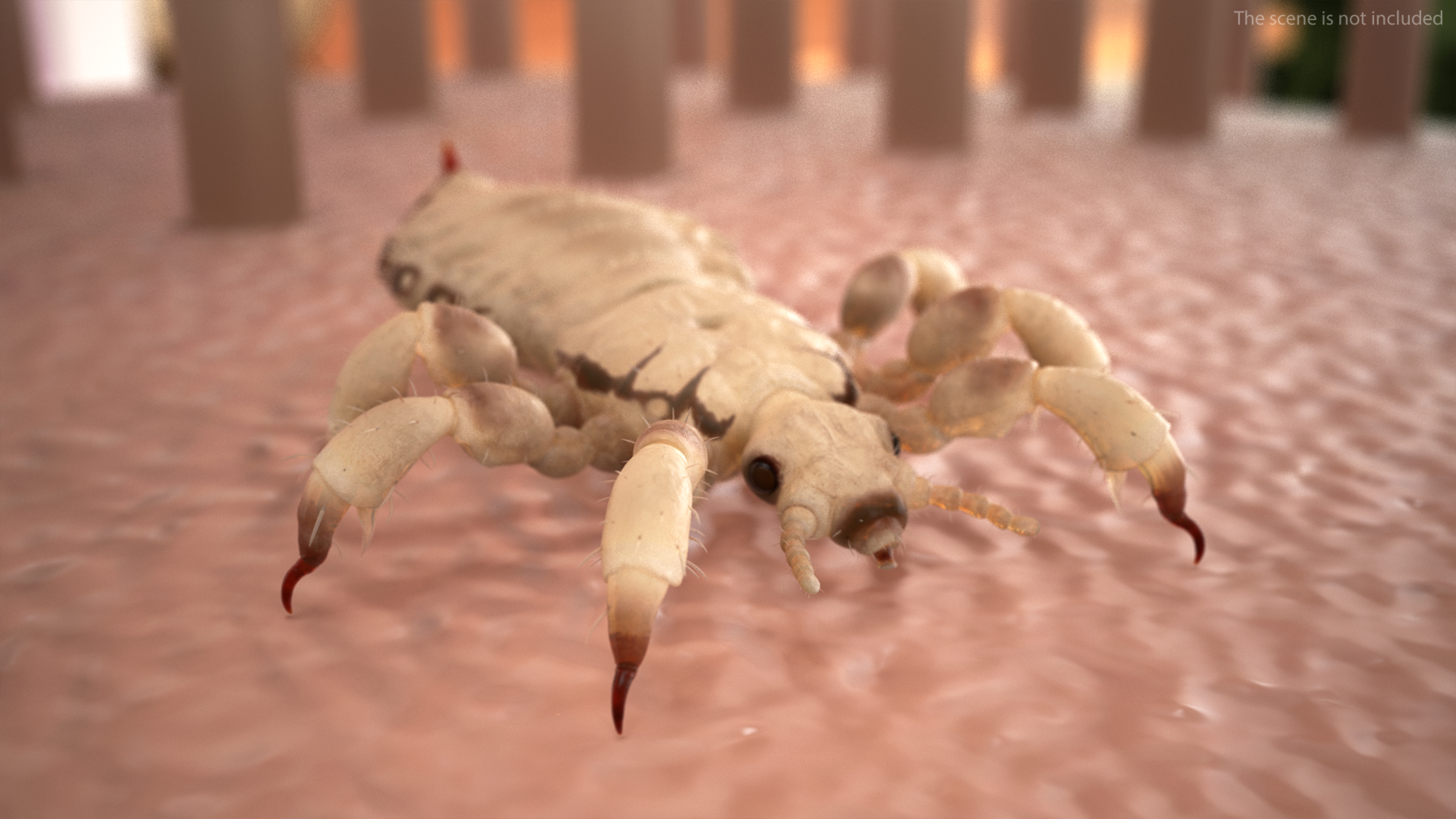 Louse White Hiding Pose SSS 3D