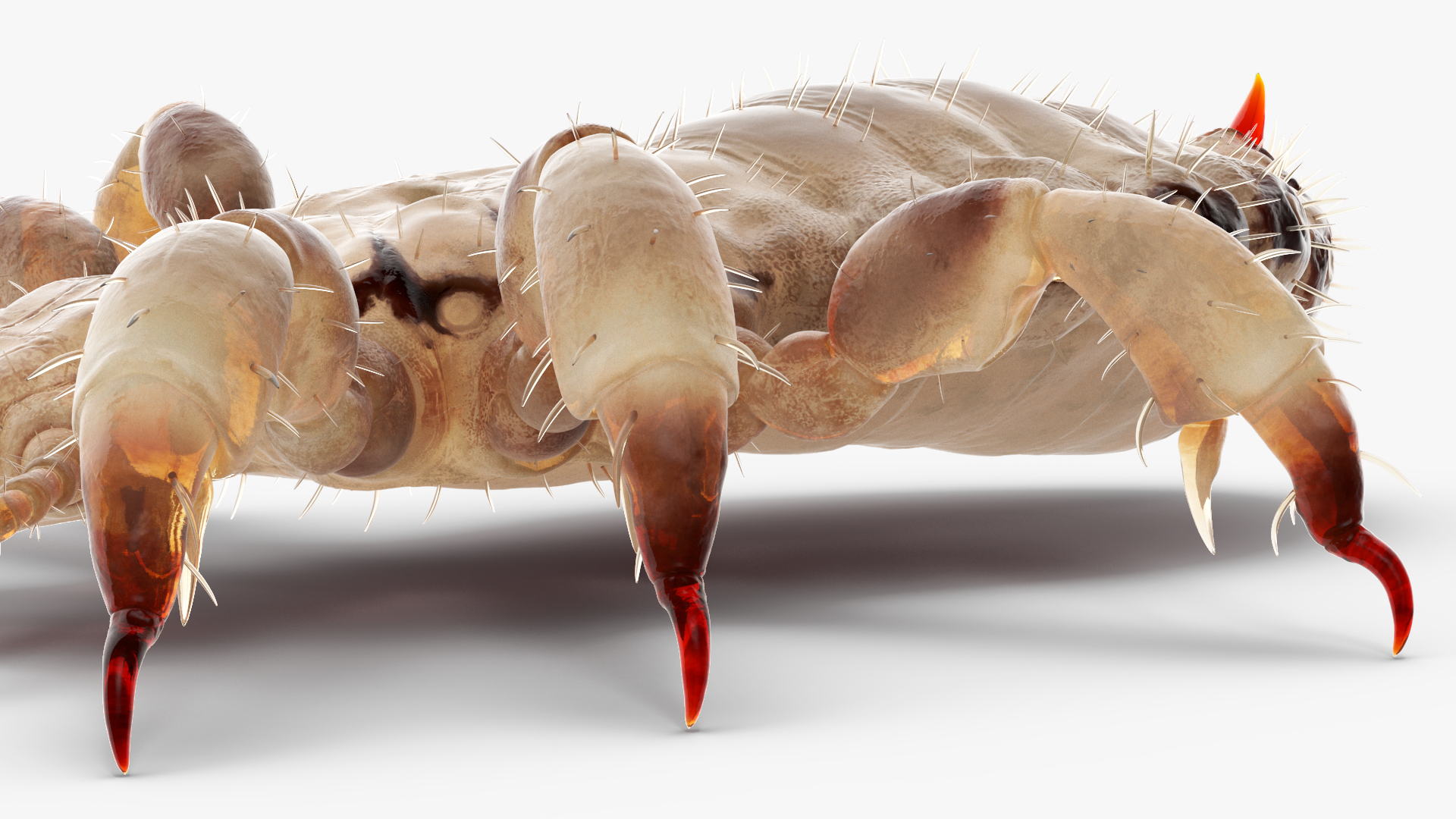 Louse White Hiding Pose SSS 3D