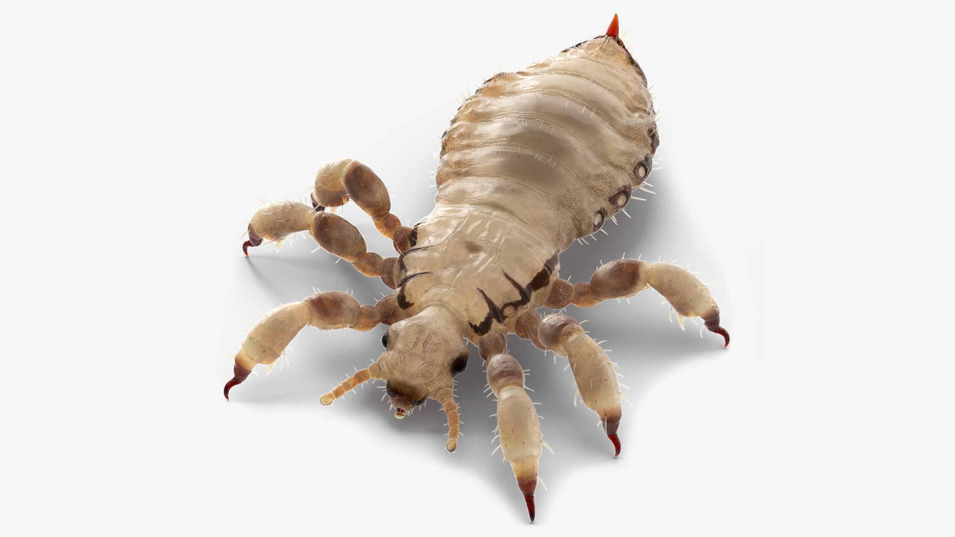 Louse White Hiding Pose SSS 3D