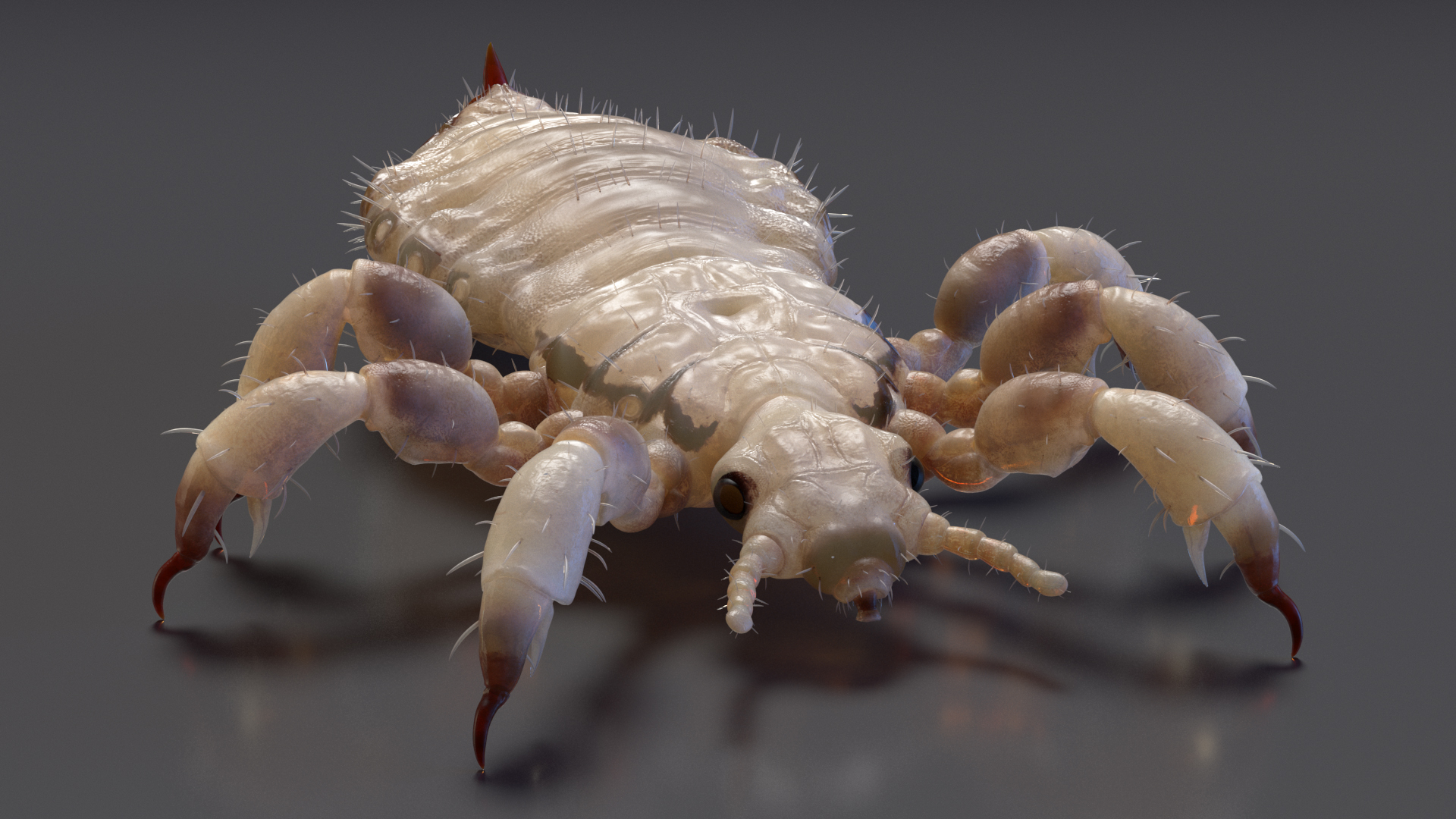 Louse White Hiding Pose SSS 3D