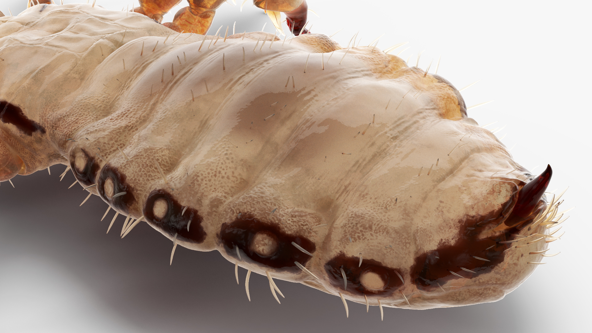 Louse White Hiding Pose SSS 3D