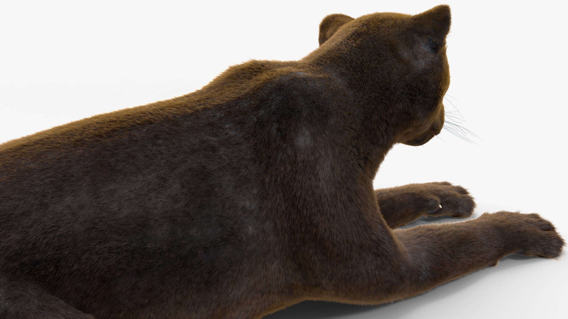 3D Black Panther Lying Down Fur model