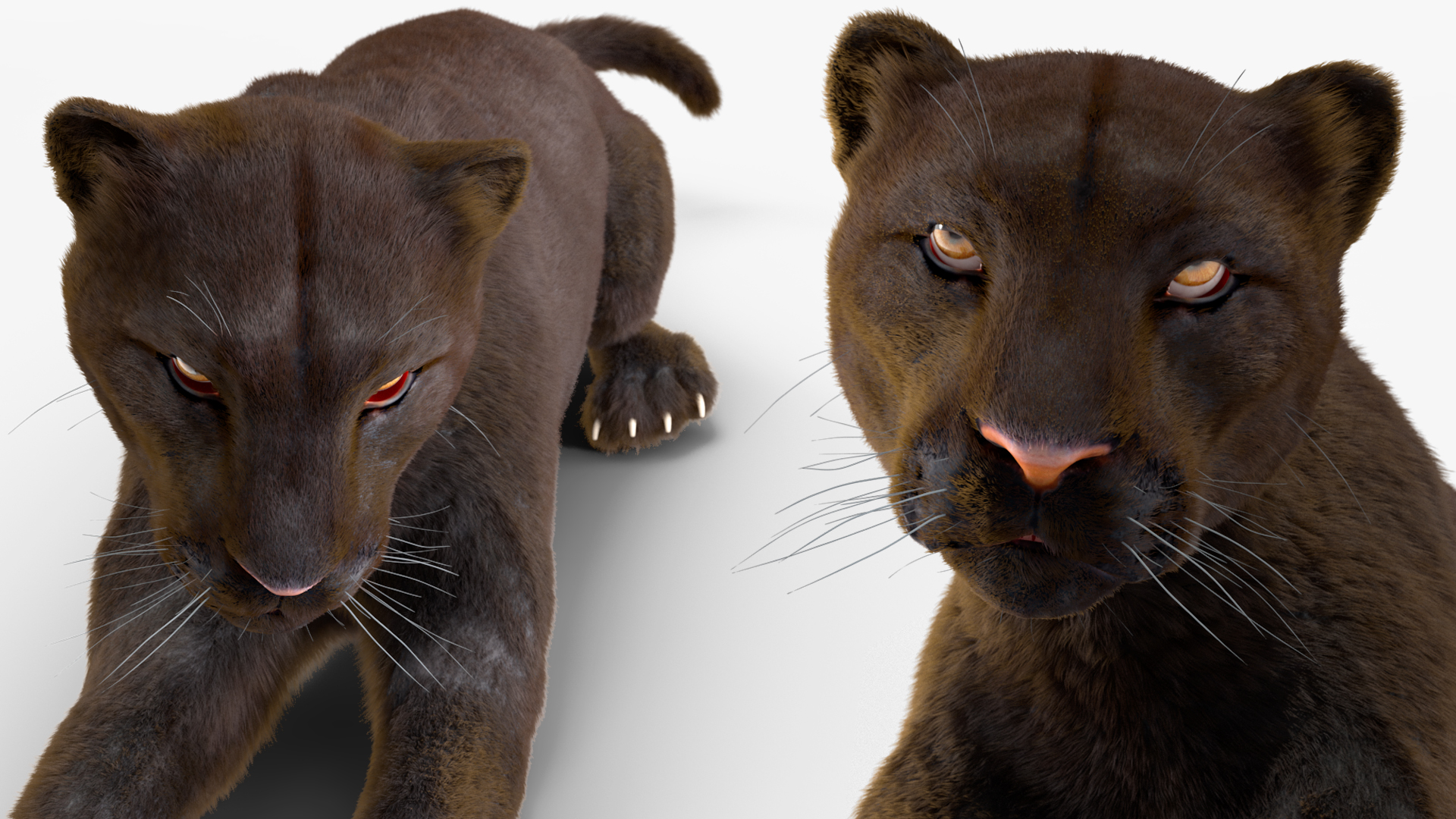 3D Black Panther Lying Down Fur model