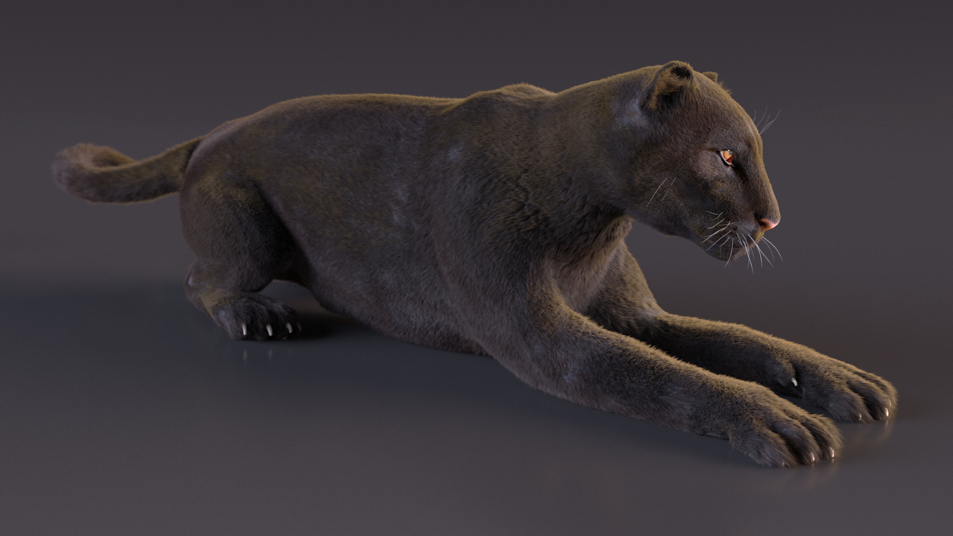 3D Black Panther Lying Down Fur model