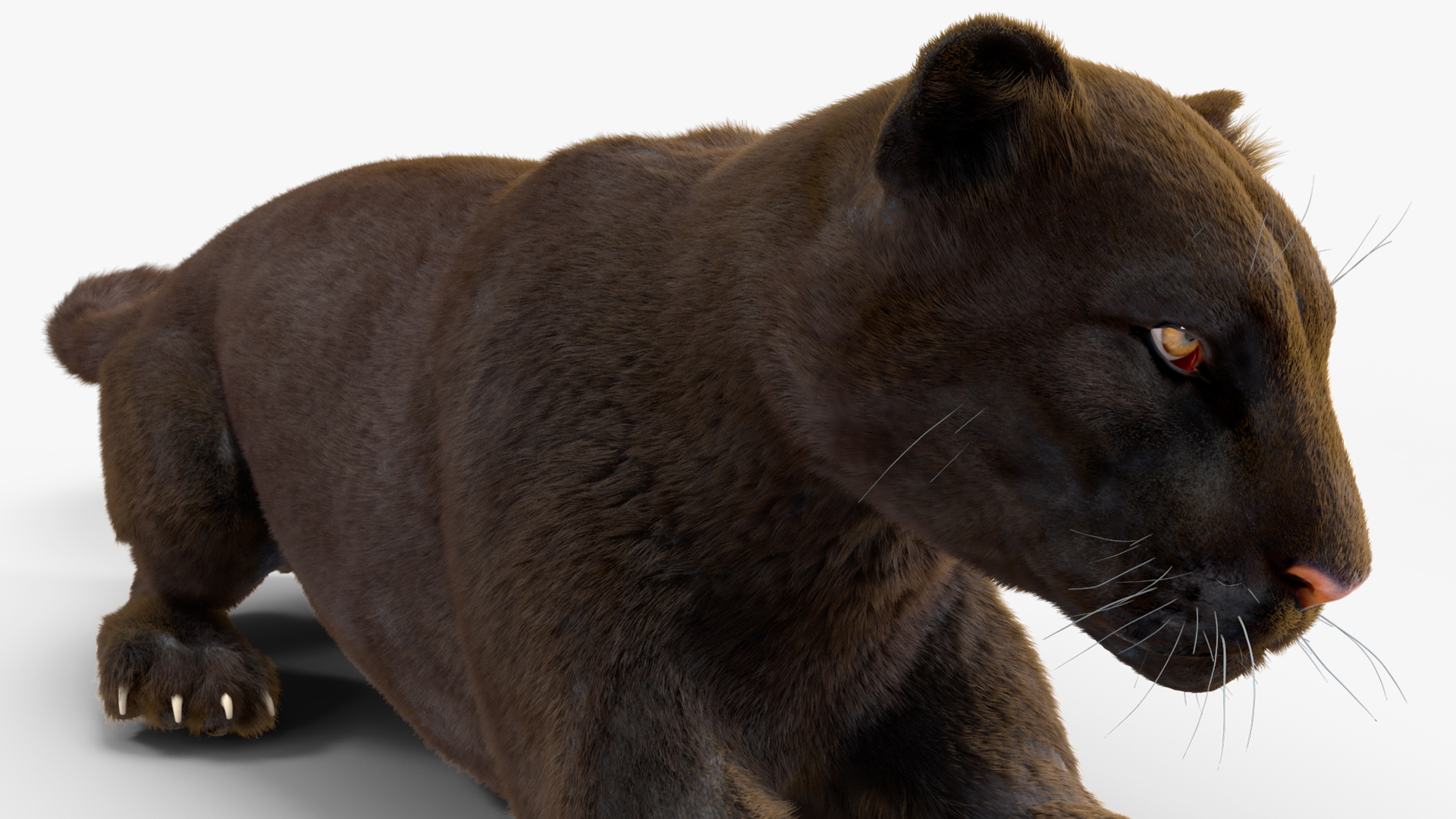 3D Black Panther Lying Down Fur model
