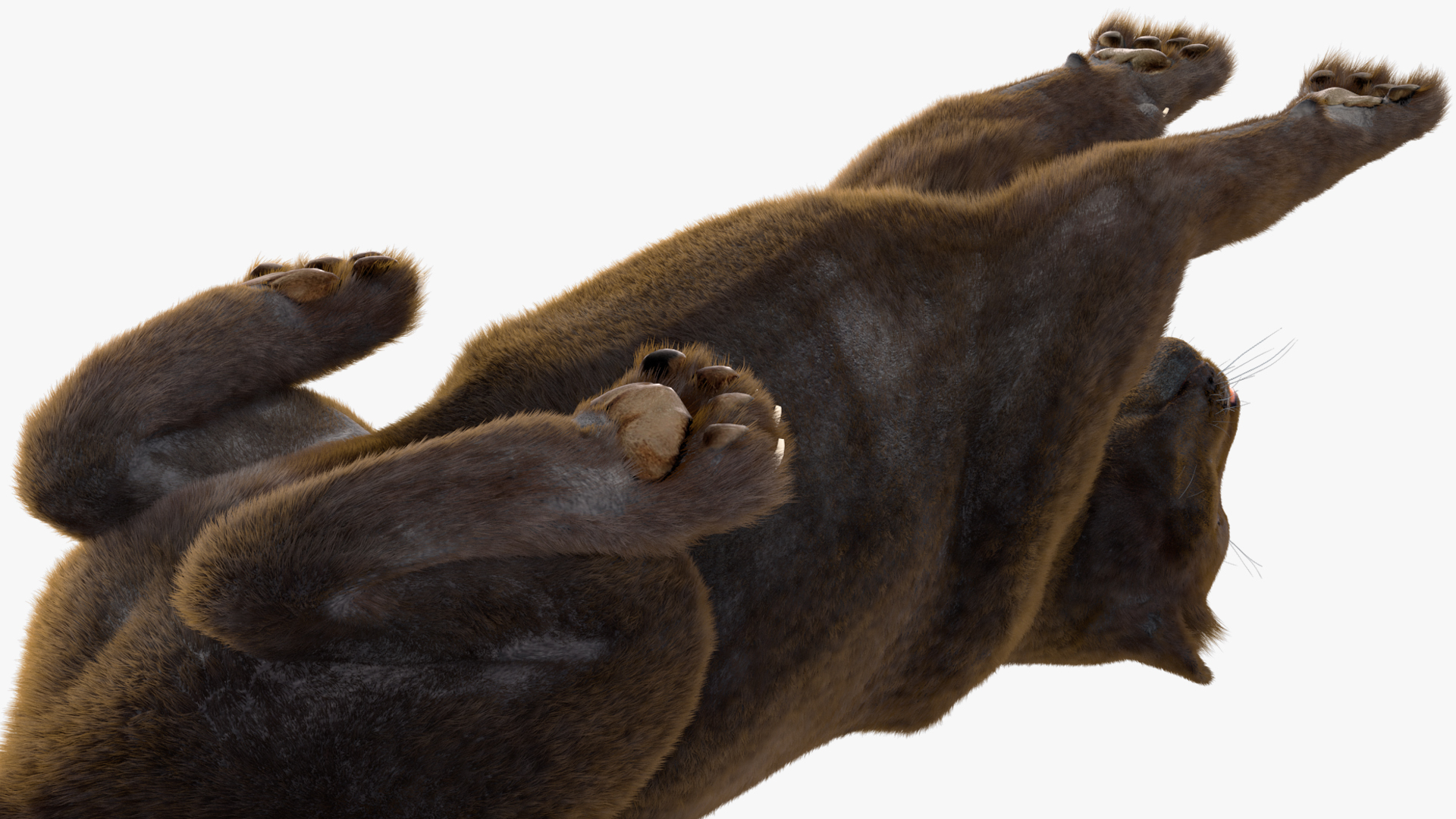 3D Black Panther Lying Down Fur model