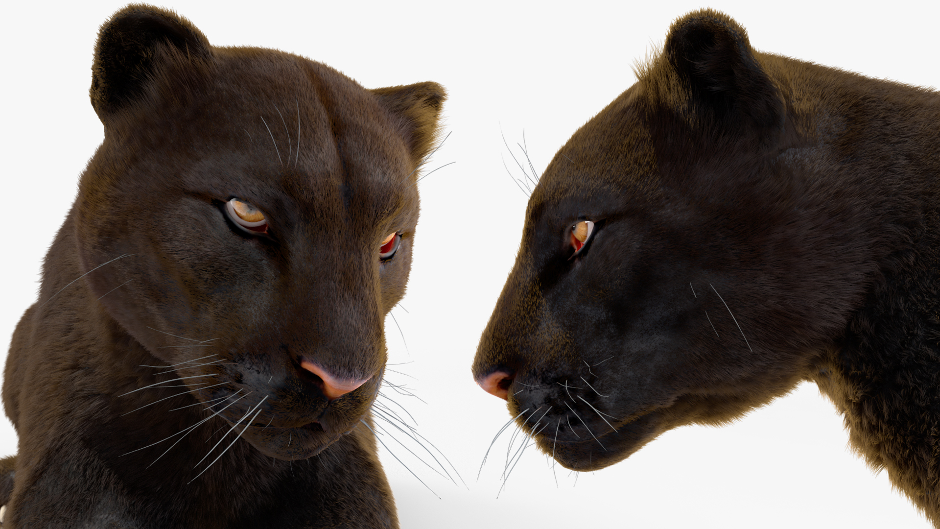 3D Black Panther Lying Down Fur model