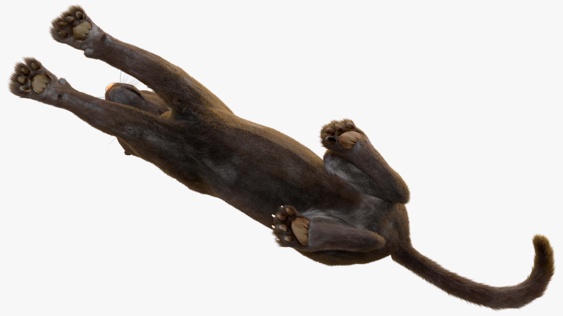 3D Black Panther Lying Down Fur model