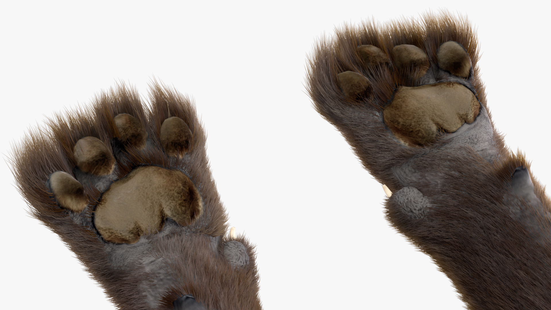 3D Black Panther Lying Down Fur model