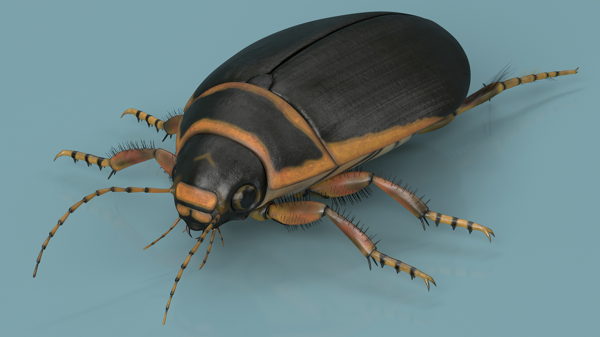 3D Water Beetle Brown Realistic model