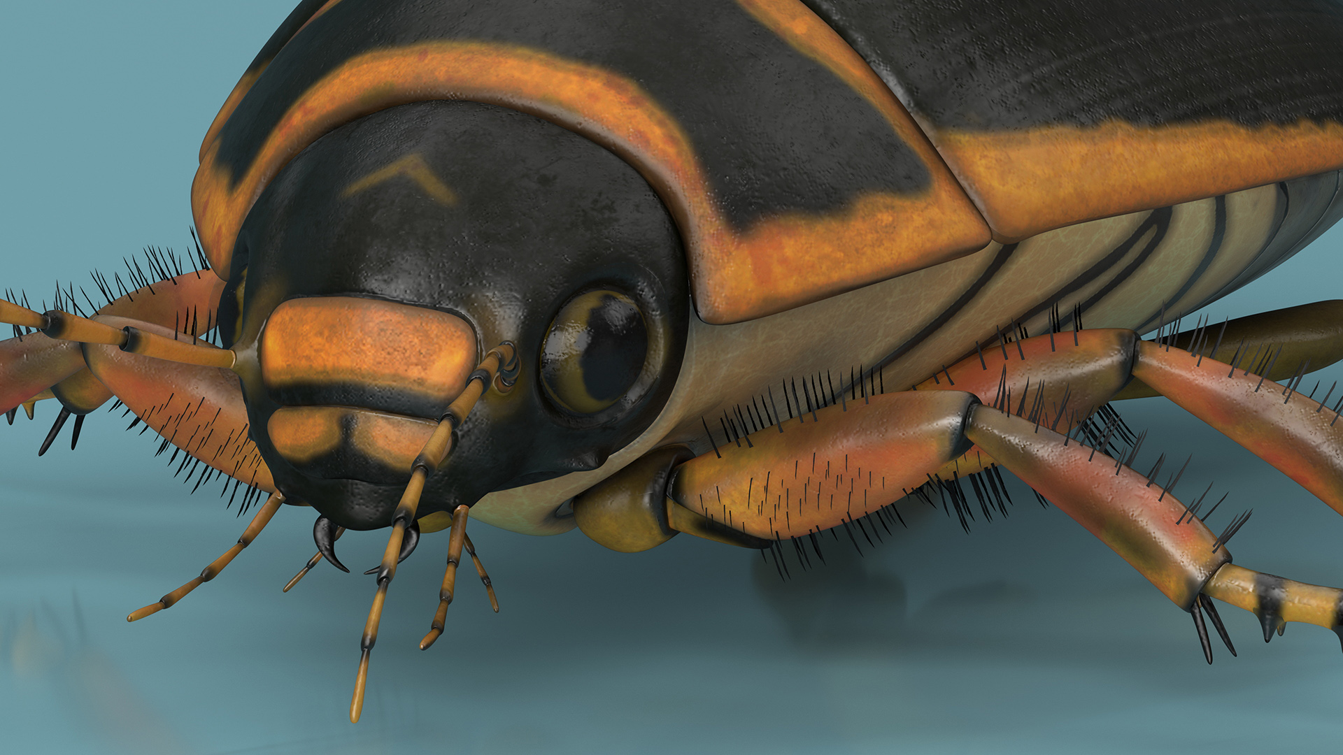 3D Water Beetle Brown Realistic model