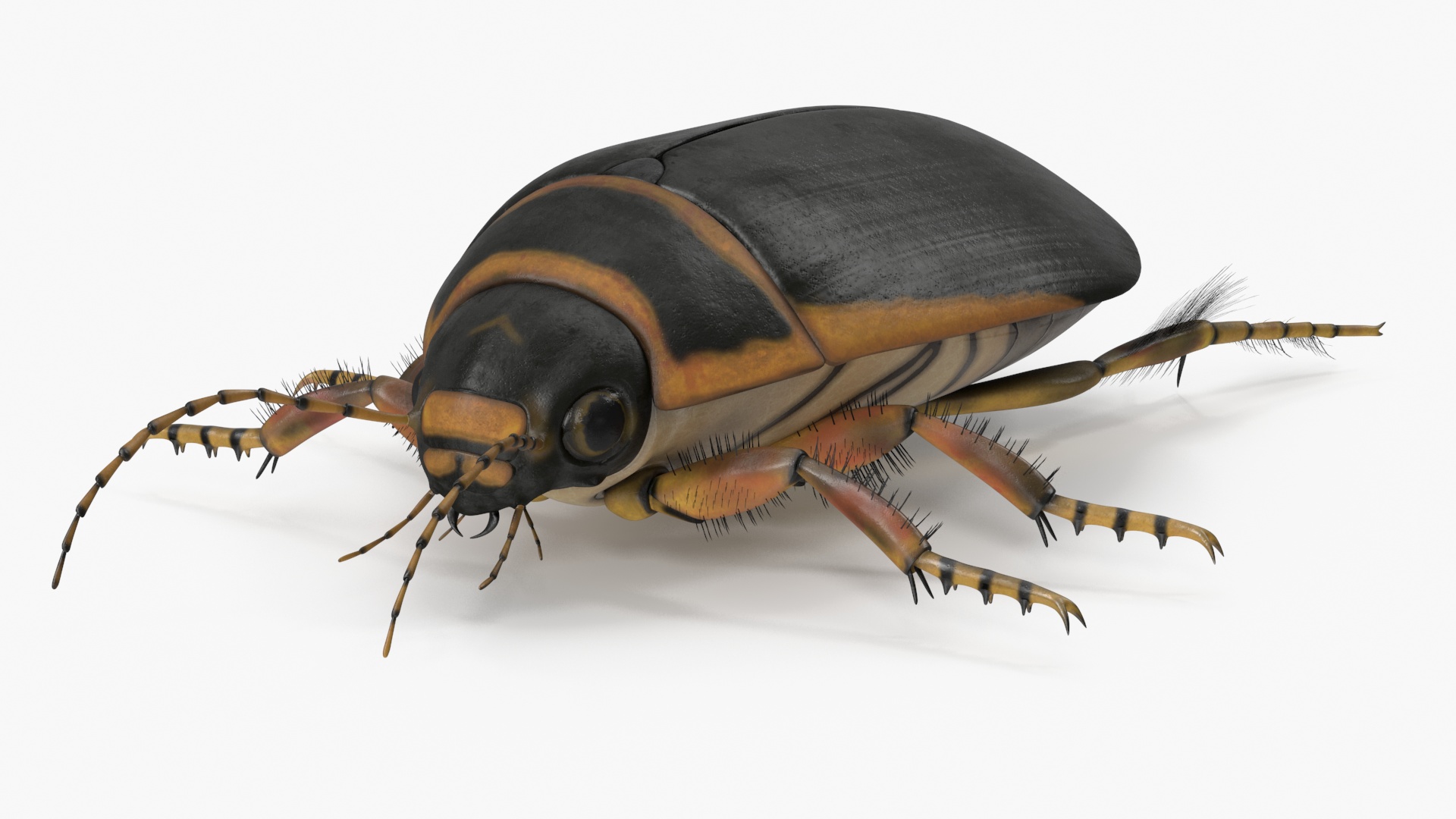 3D Water Beetle Brown Realistic model