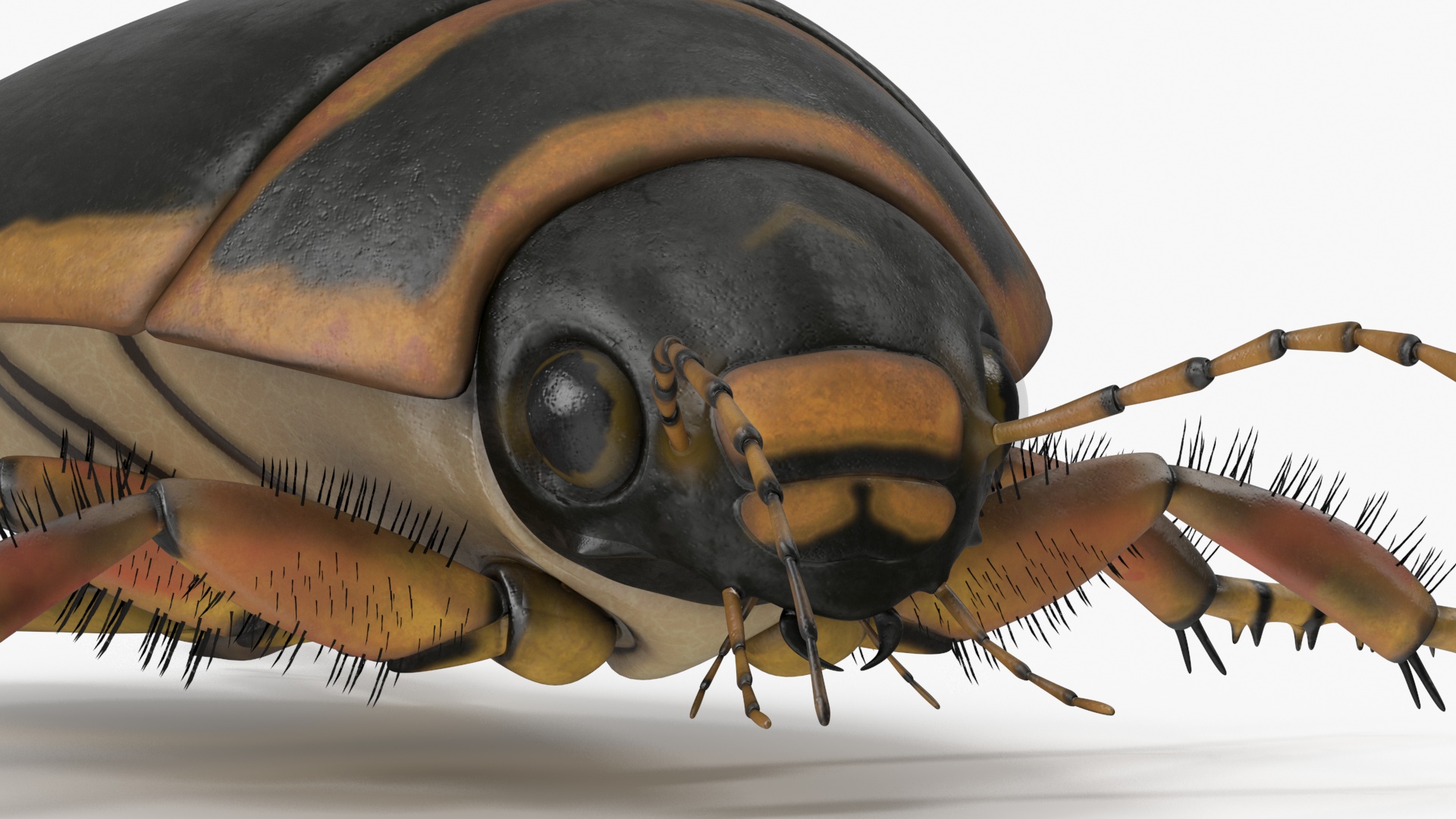 3D Water Beetle Brown Realistic model