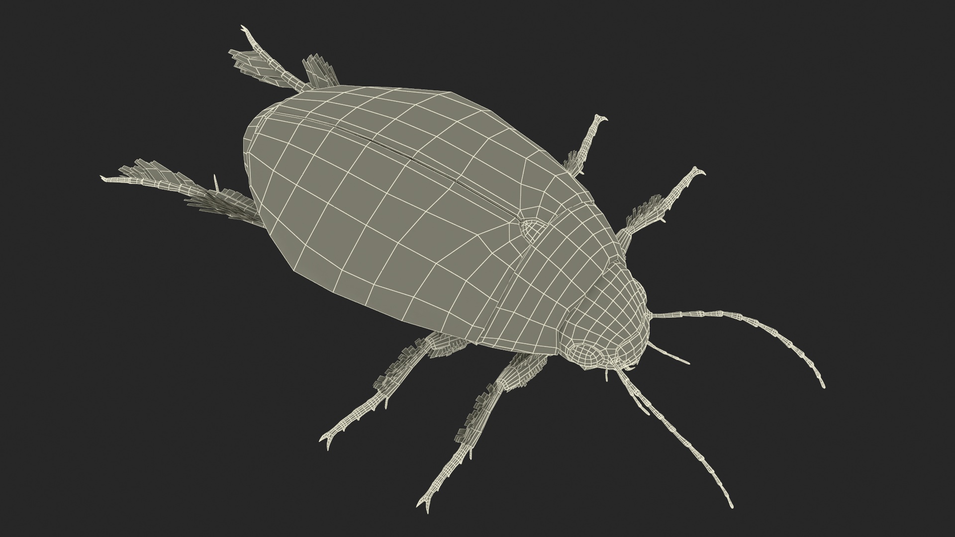 3D Water Beetle Brown Realistic model