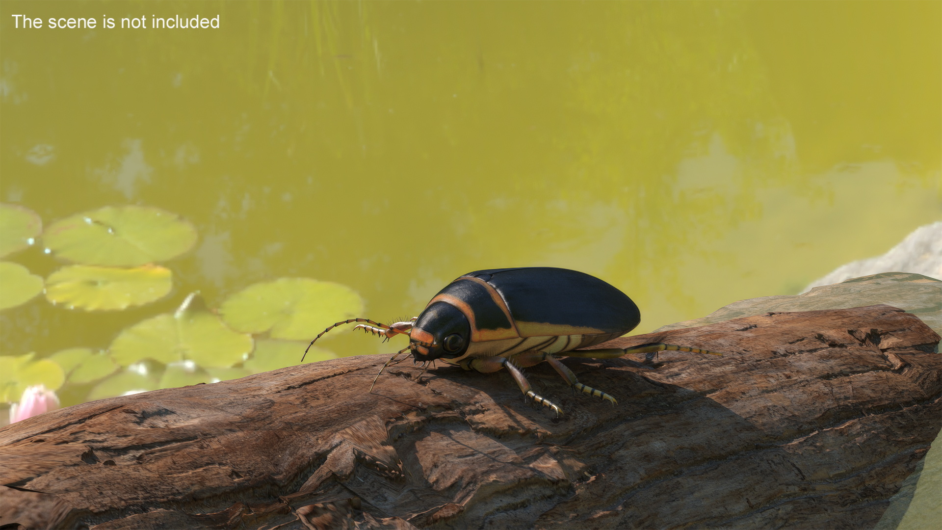 3D Water Beetle Brown Realistic model