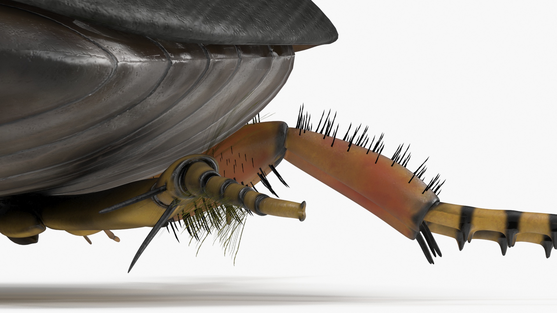 3D Water Beetle Brown Realistic model