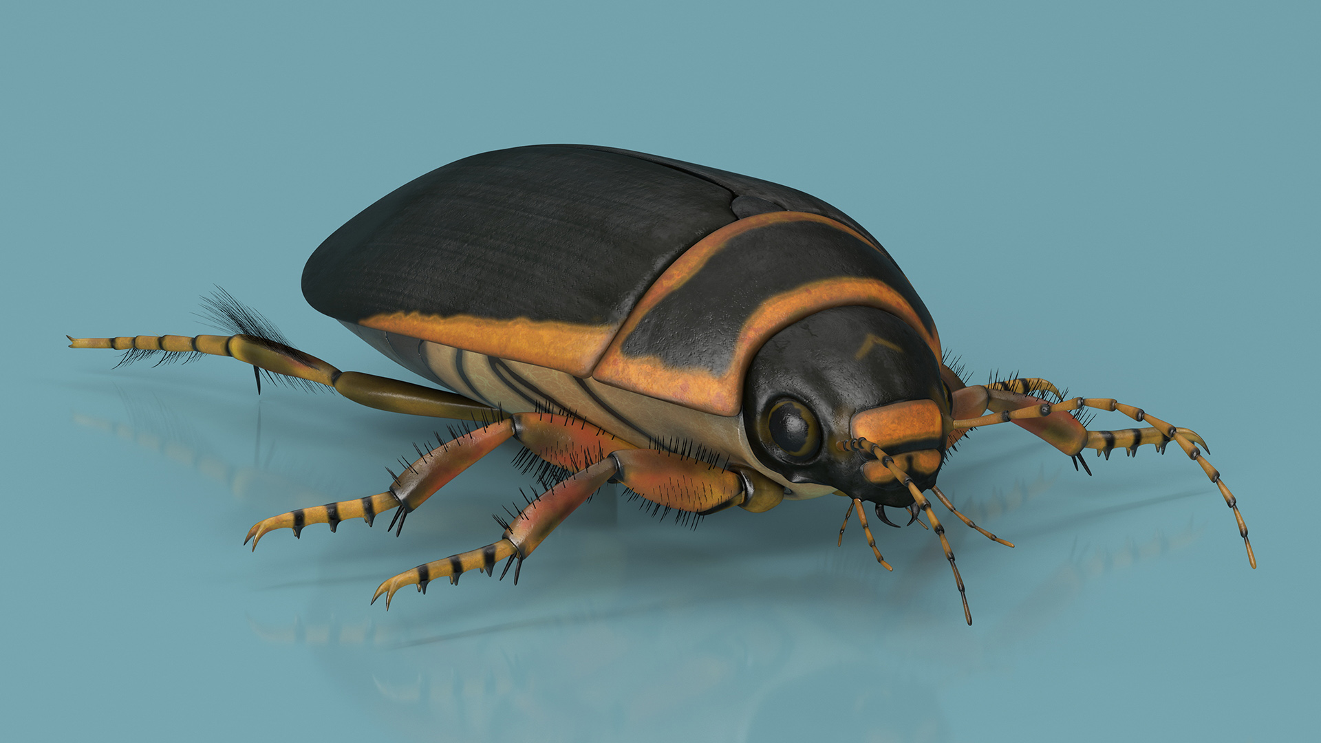 3D Water Beetle Brown Realistic model