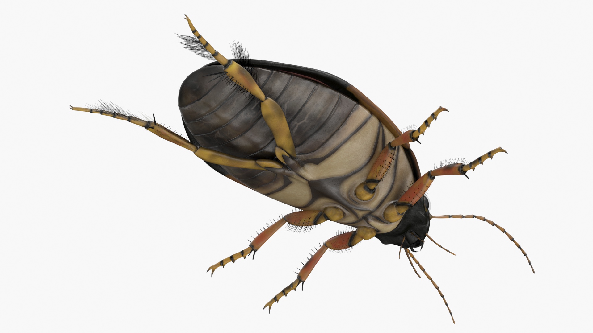 3D Water Beetle Brown Realistic model