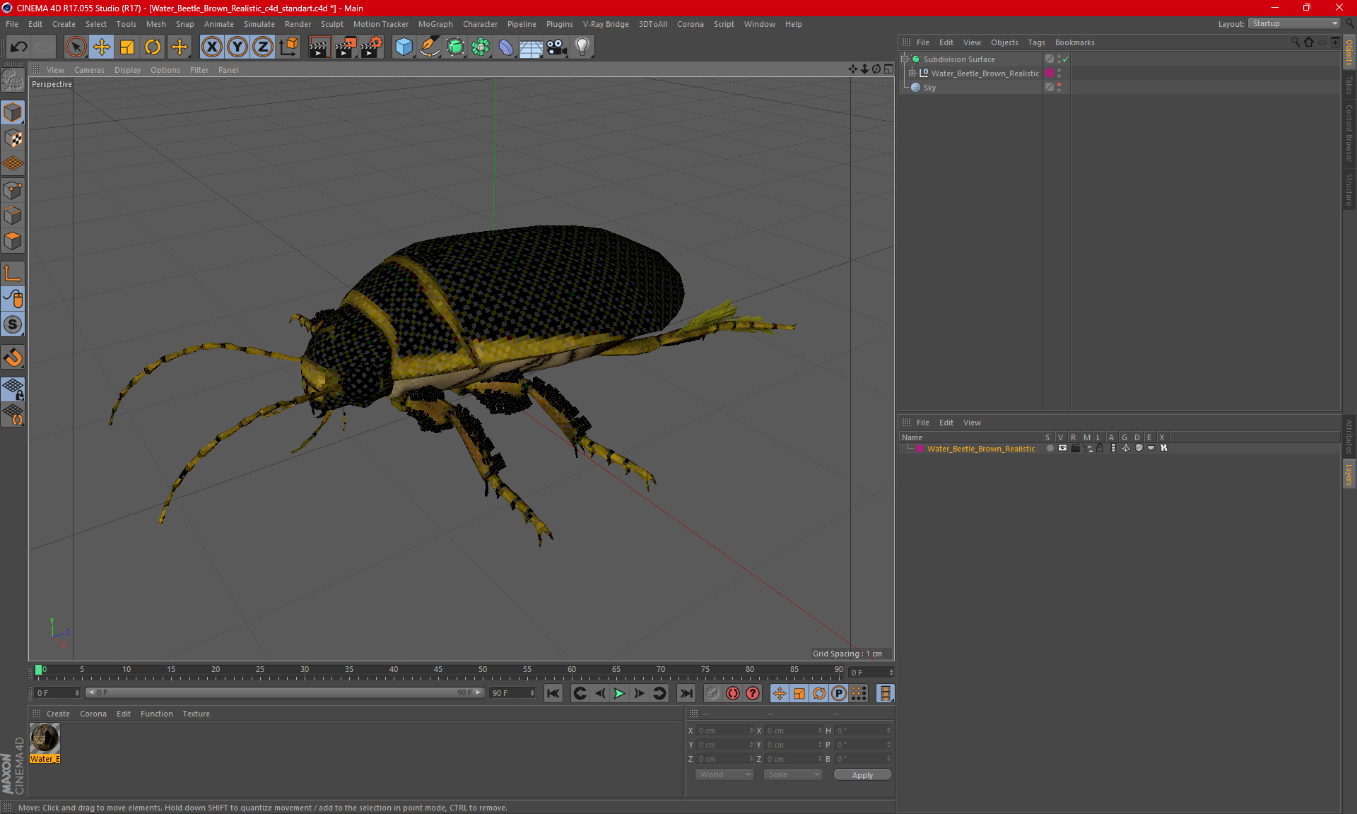 3D Water Beetle Brown Realistic model