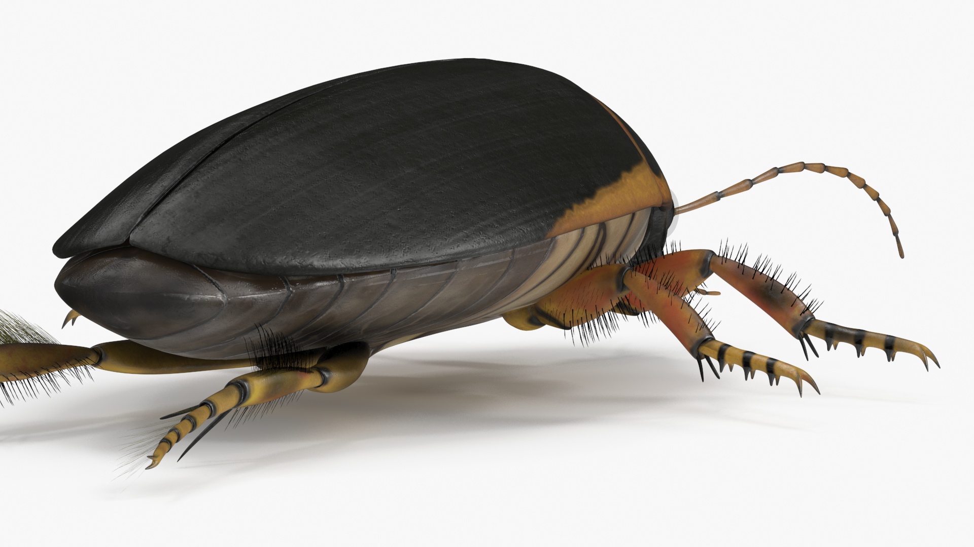 3D Water Beetle Brown Realistic model
